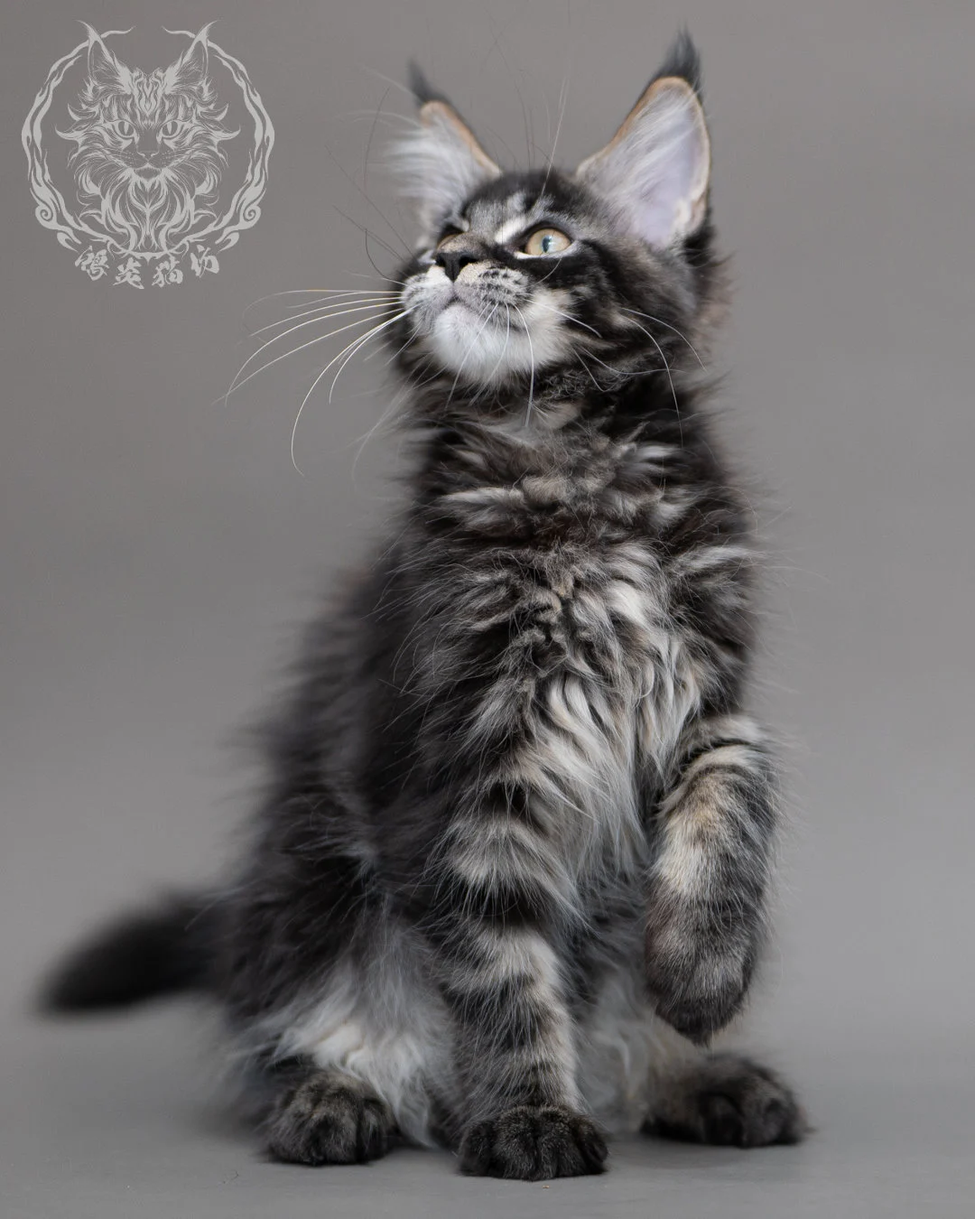 黑棕虎斑緬因貓 Brown Tabby Maine Coon Closeup 18