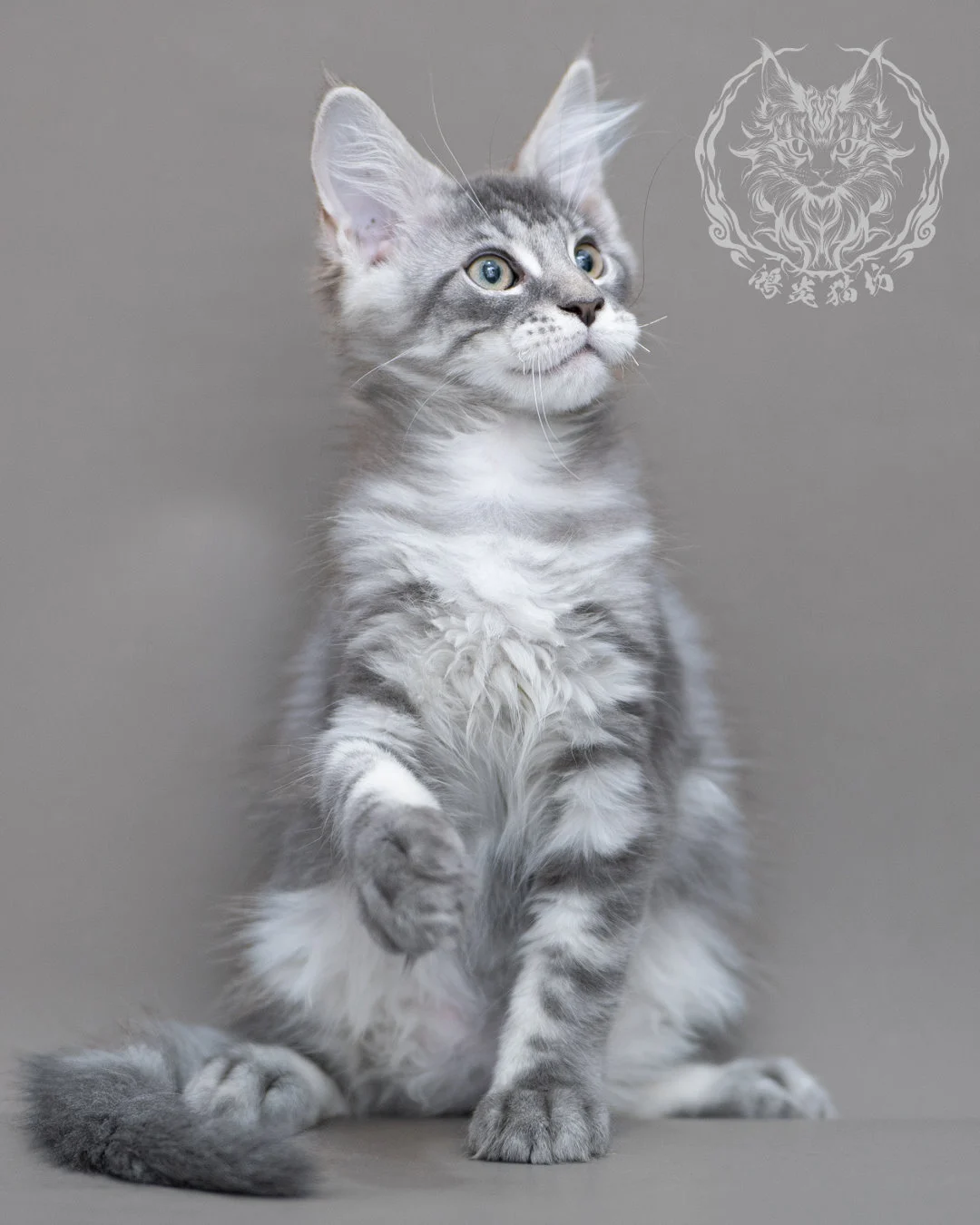 藍銀虎斑緬因貓 Blue Silver Tabby Maine Coon Closeup 8