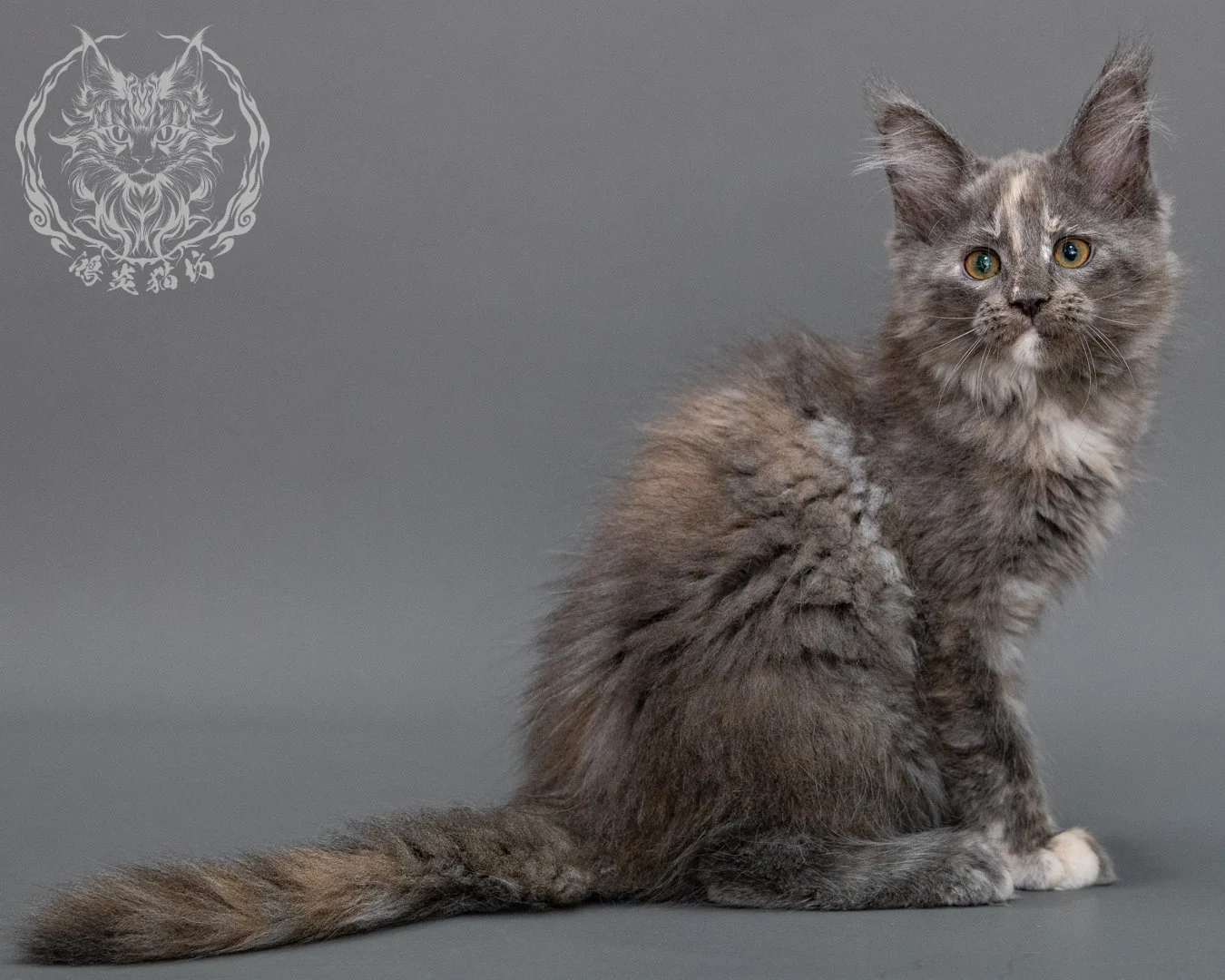 藍乳煙玳帽緬因貓 Blue Cream Smoke Tortie Maine Coon Closeup 22