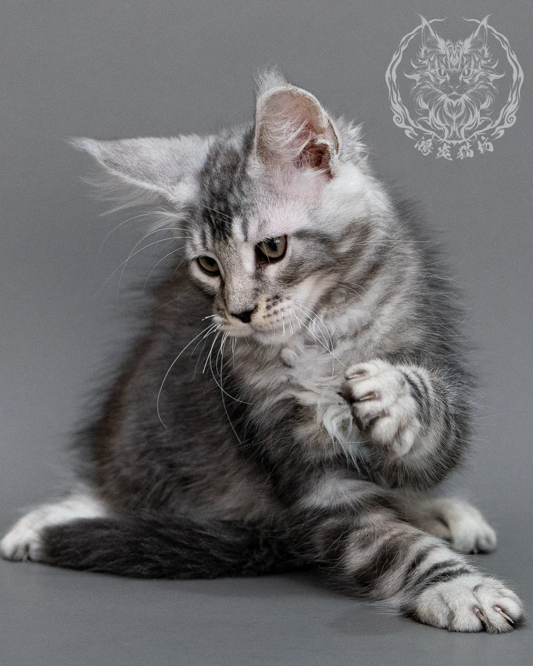 銀虎斑緬因貓 Silver Tabby Maine Coon Closeup 6
