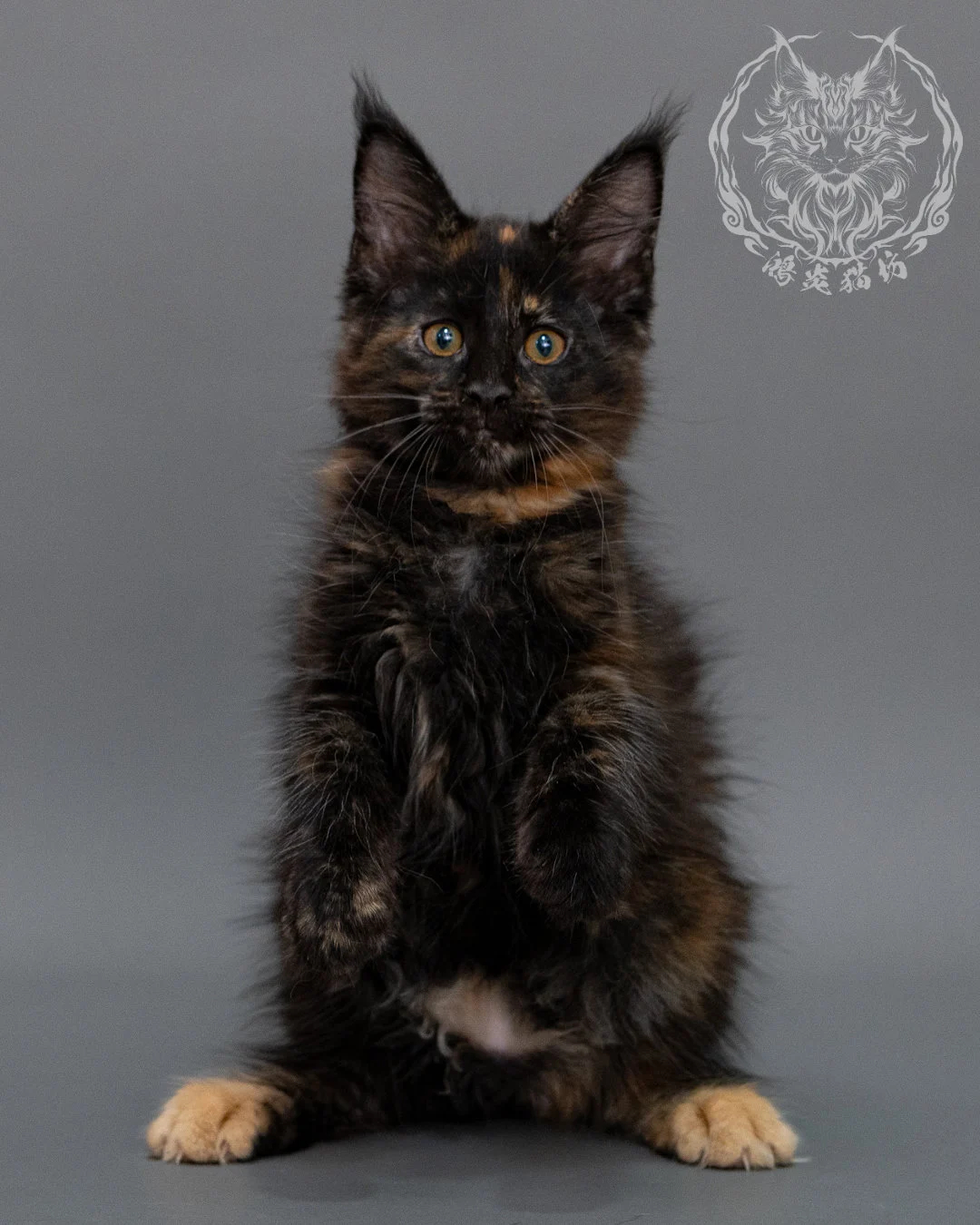 黑玳帽緬因貓 Black Masked Maine Coon Closeup 2