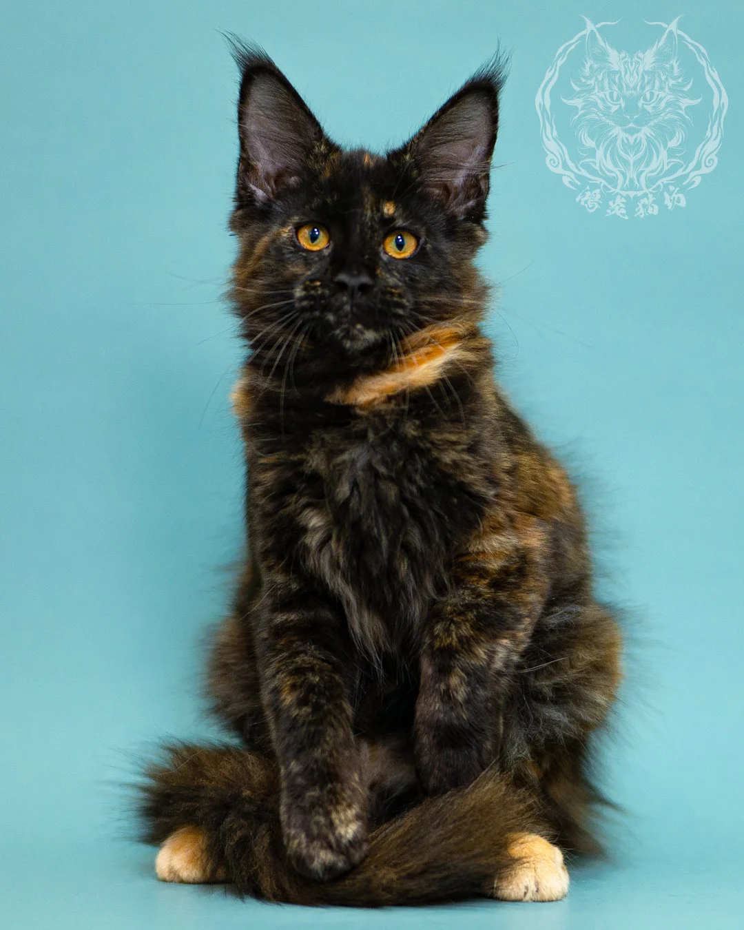 黑玳帽緬因貓 Black Tortie Masked Maine Coon 3months Closeup 7