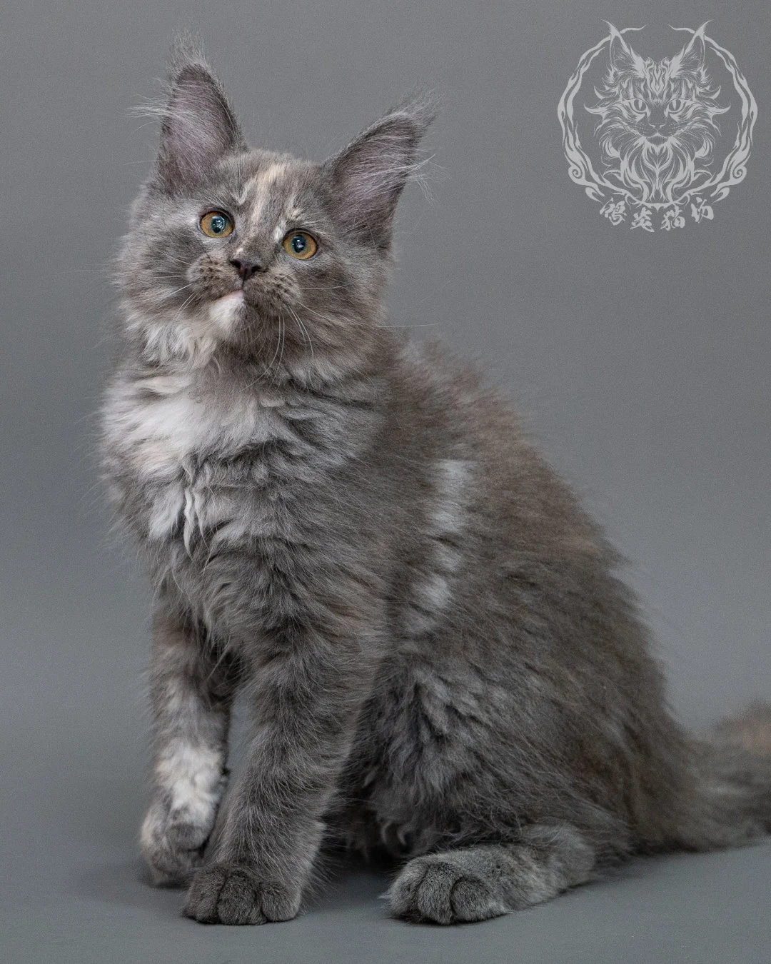 藍乳煙玳帽緬因貓 Blue Cream Smoke Tortie Maine Coon Closeup 16