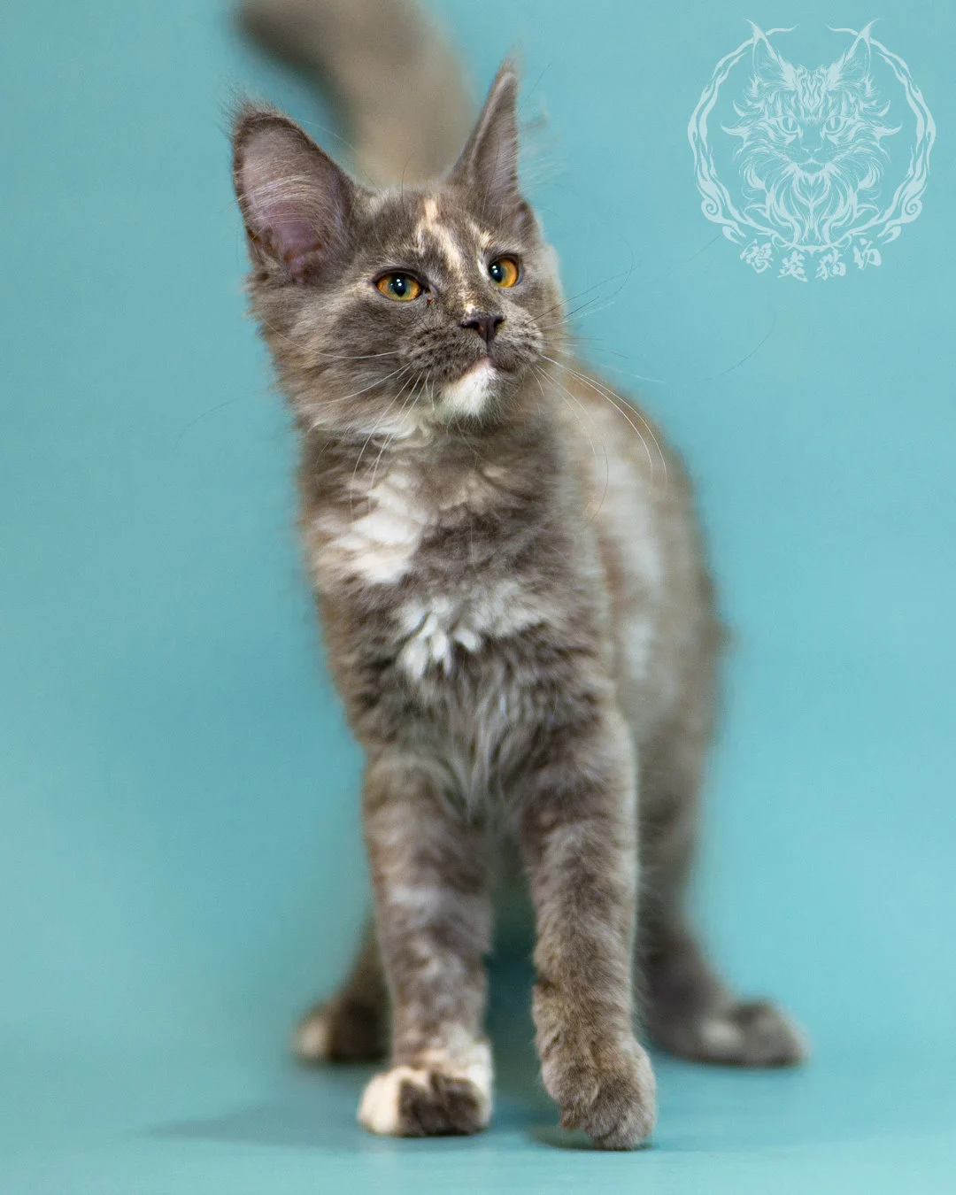 藍乳煙玳帽緬因貓 Blue Cream Smoke Tortie Masked Maine Coon 3months Closeup 3