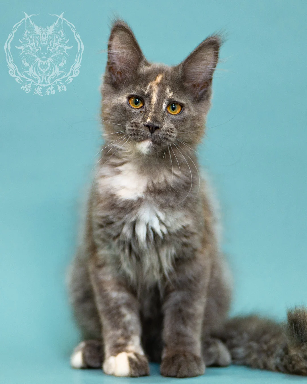 藍乳煙玳帽緬因貓 Blue Cream Smoke Tortie Masked Maine Coon 3months Closeup 5