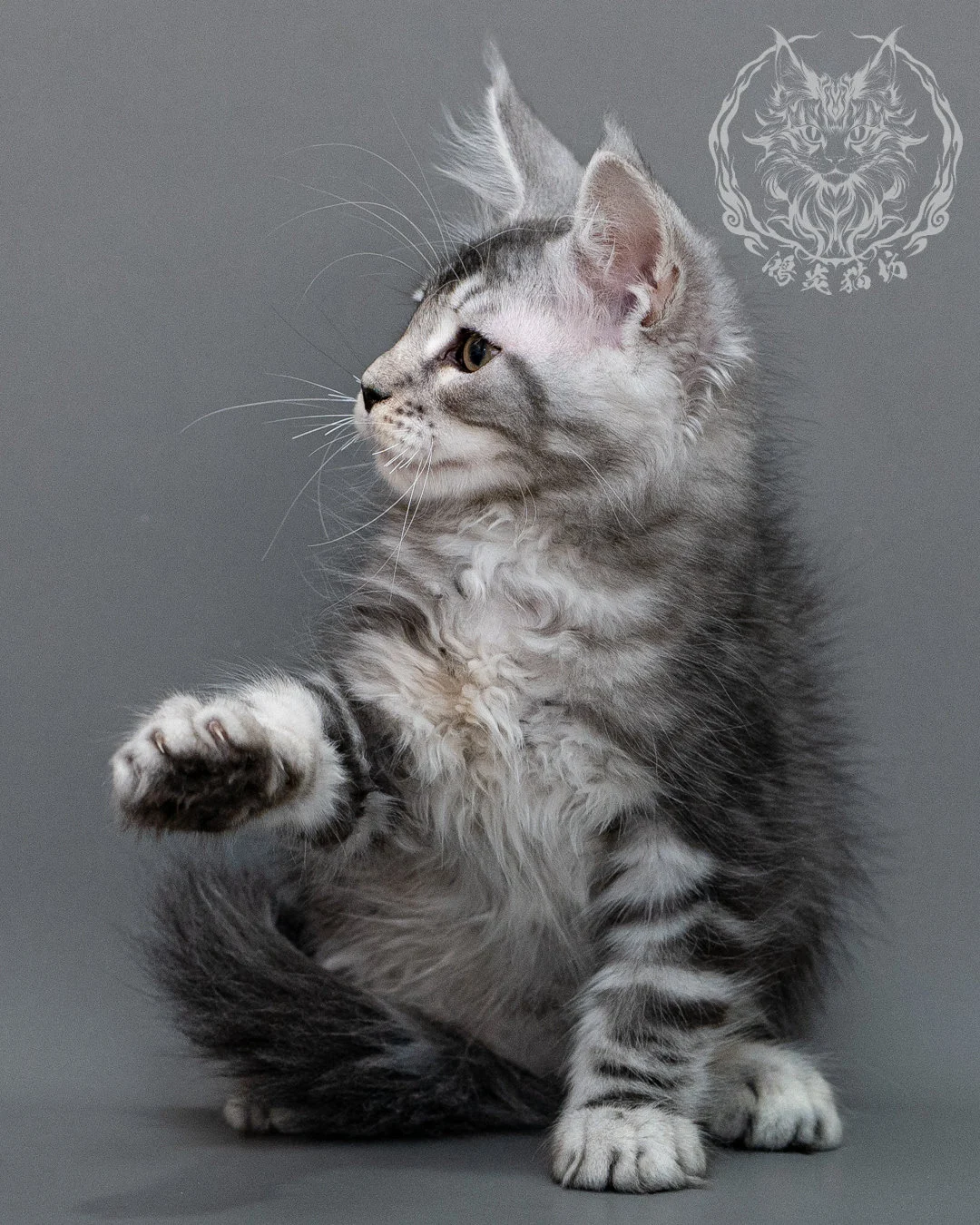銀虎斑緬因貓 Silver Tabby Maine Coon Closeup 3