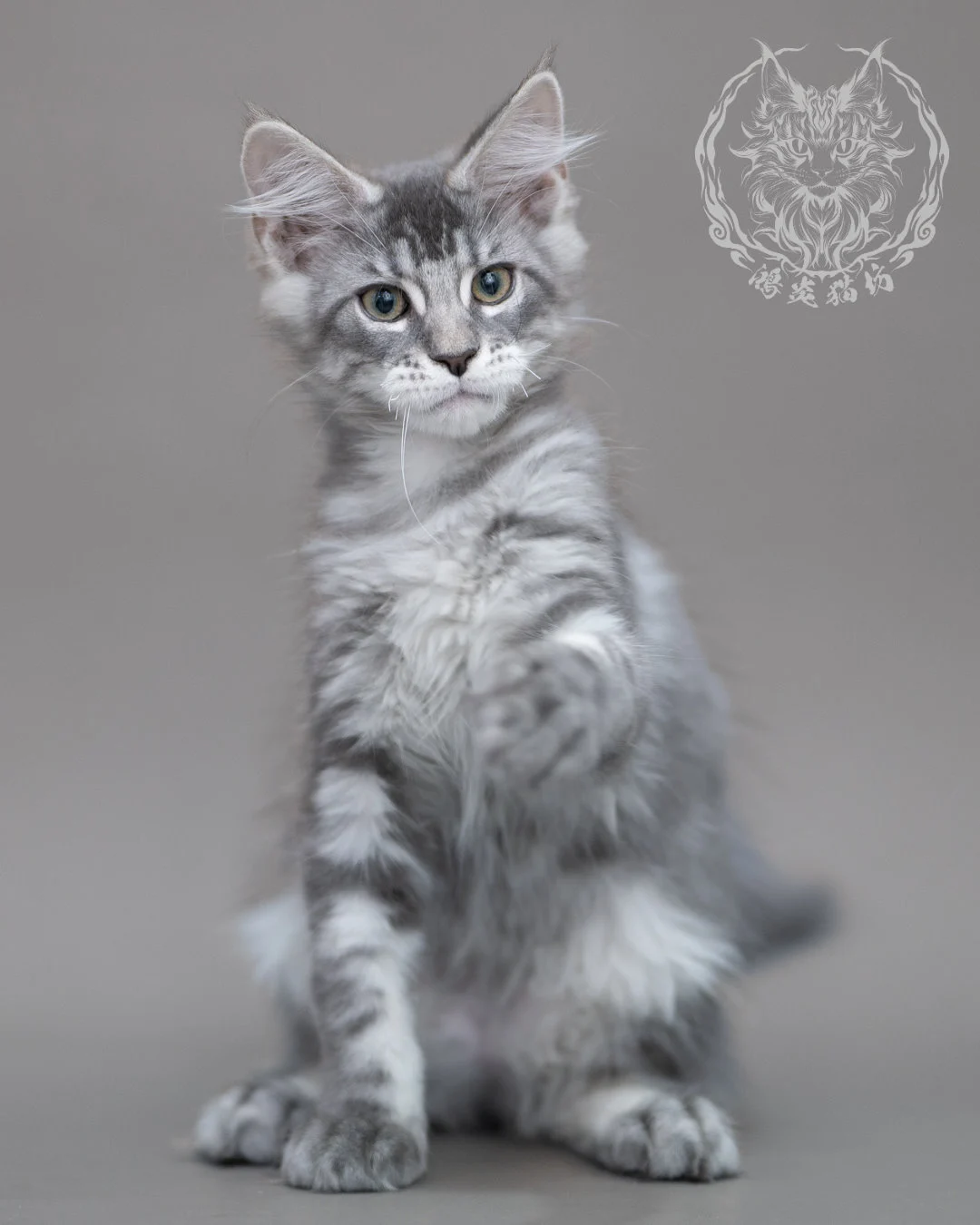 藍銀虎斑緬因貓 Blue Silver Tabby Maine Coon Closeup 19