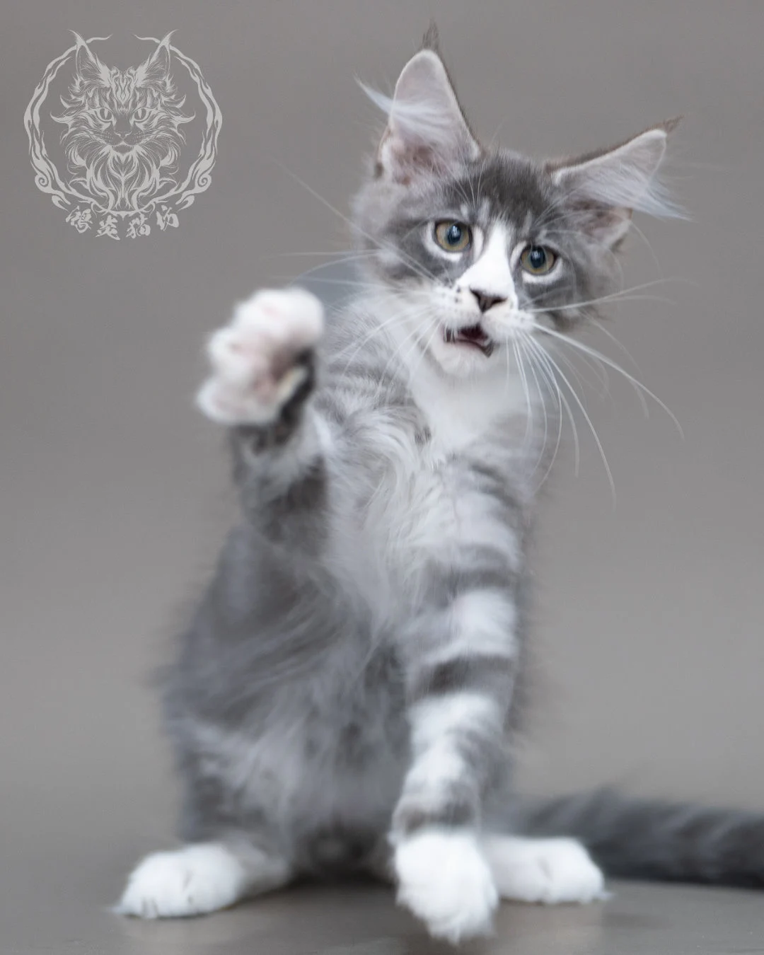 藍銀虎斑賓士緬因貓 Blue Silver Tabby Maine Coon Closeup 11