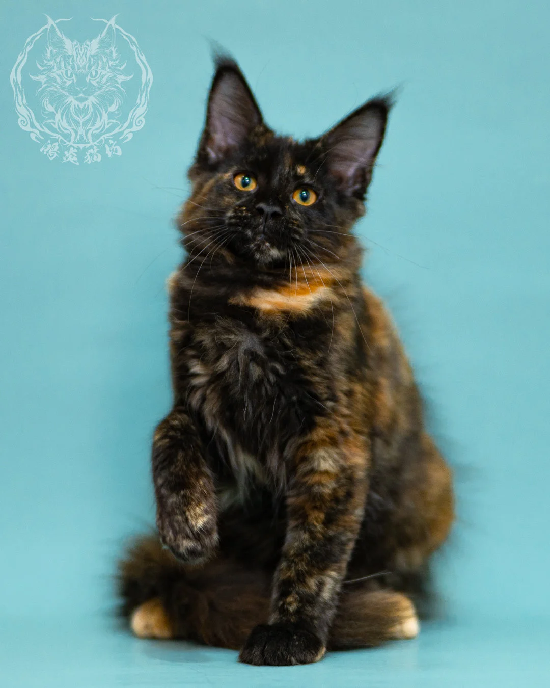 黑玳帽緬因貓 Black Tortie Masked Maine Coon 3months Closeup 4