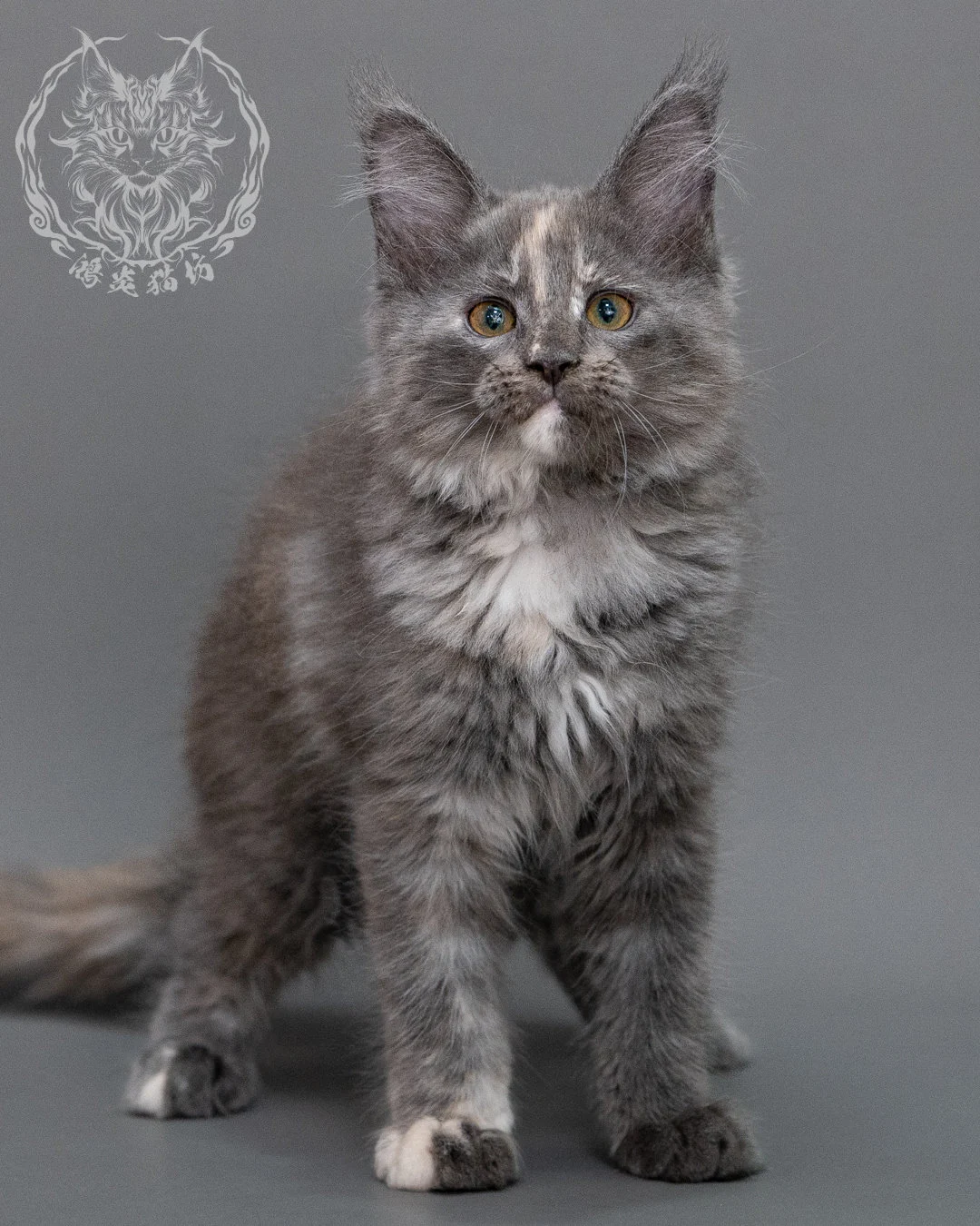 藍乳煙玳帽緬因貓 Blue Cream Smoke Tortie Maine Coon Closeup 15