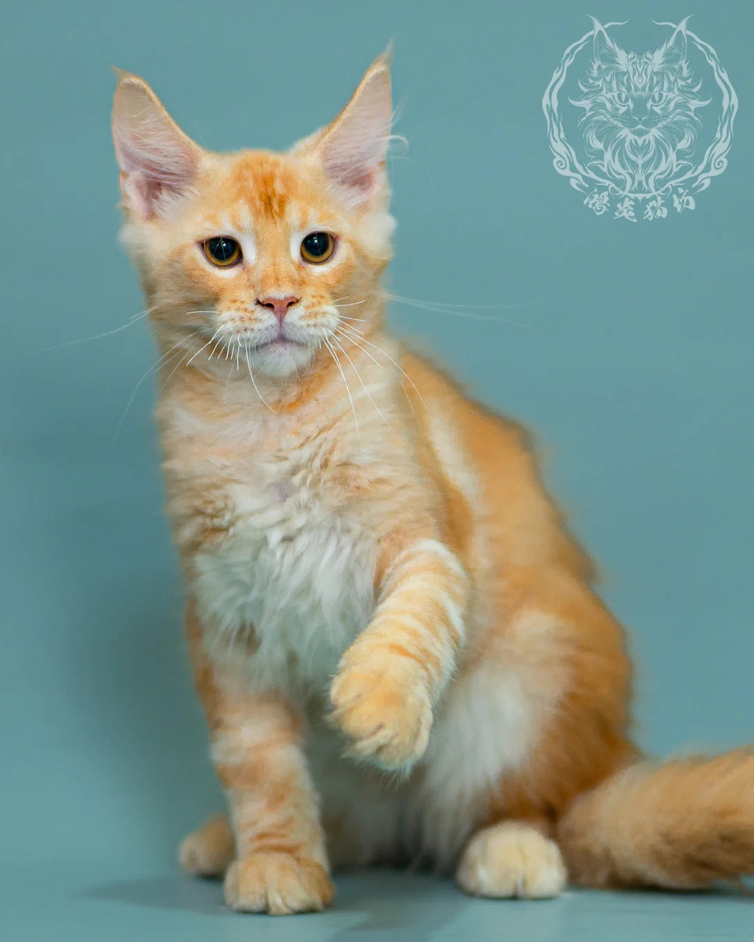 奶油虎斑緬因貓 Cream Tabby Maine Coon 3months Closeup 2