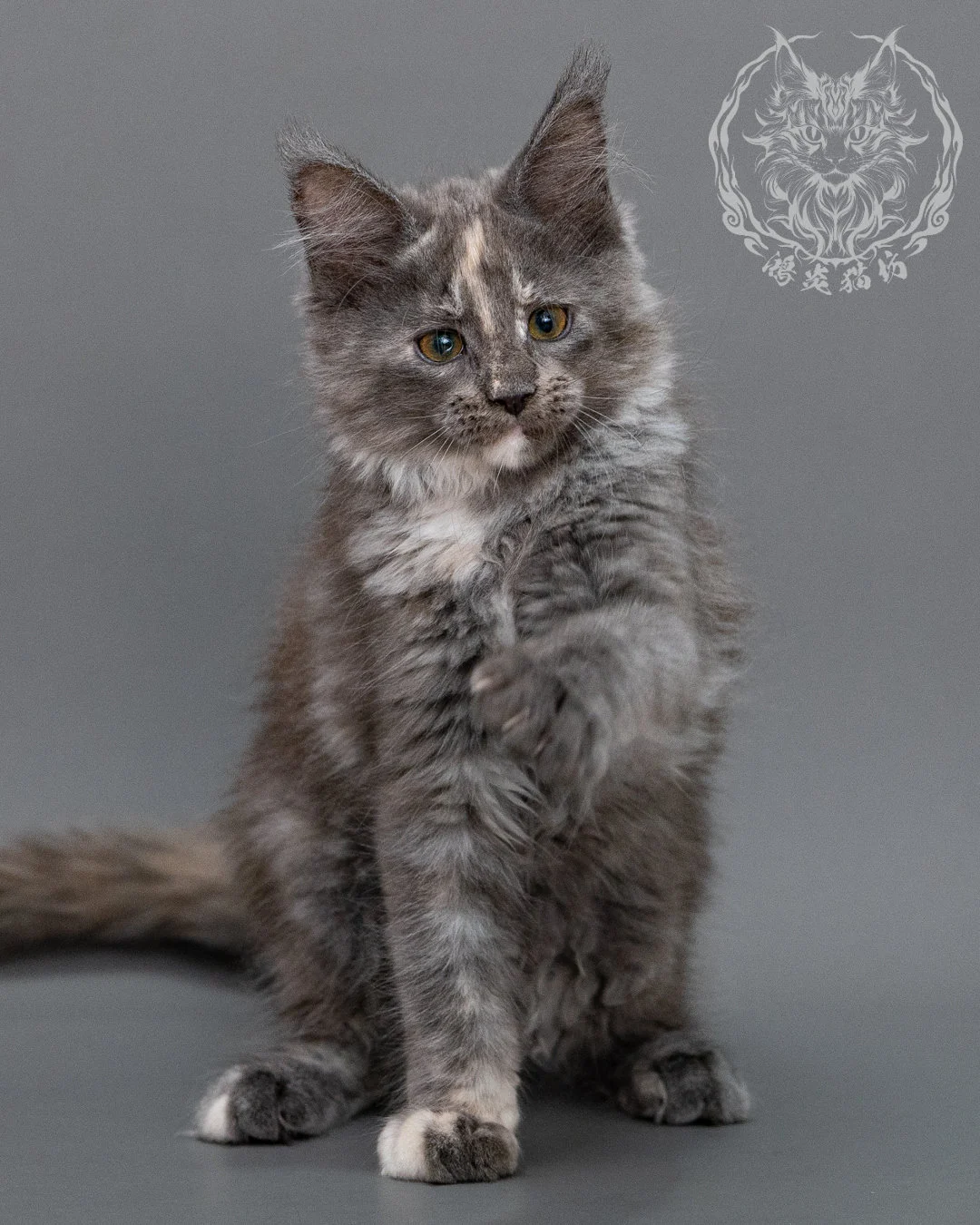 藍乳煙玳帽緬因貓 Blue Cream Smoke Tortie Maine Coon Closeup 5