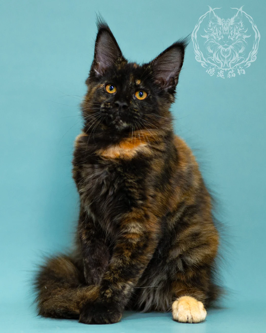黑玳帽緬因貓 Black Tortie Masked Maine Coon 3months Closeup 9