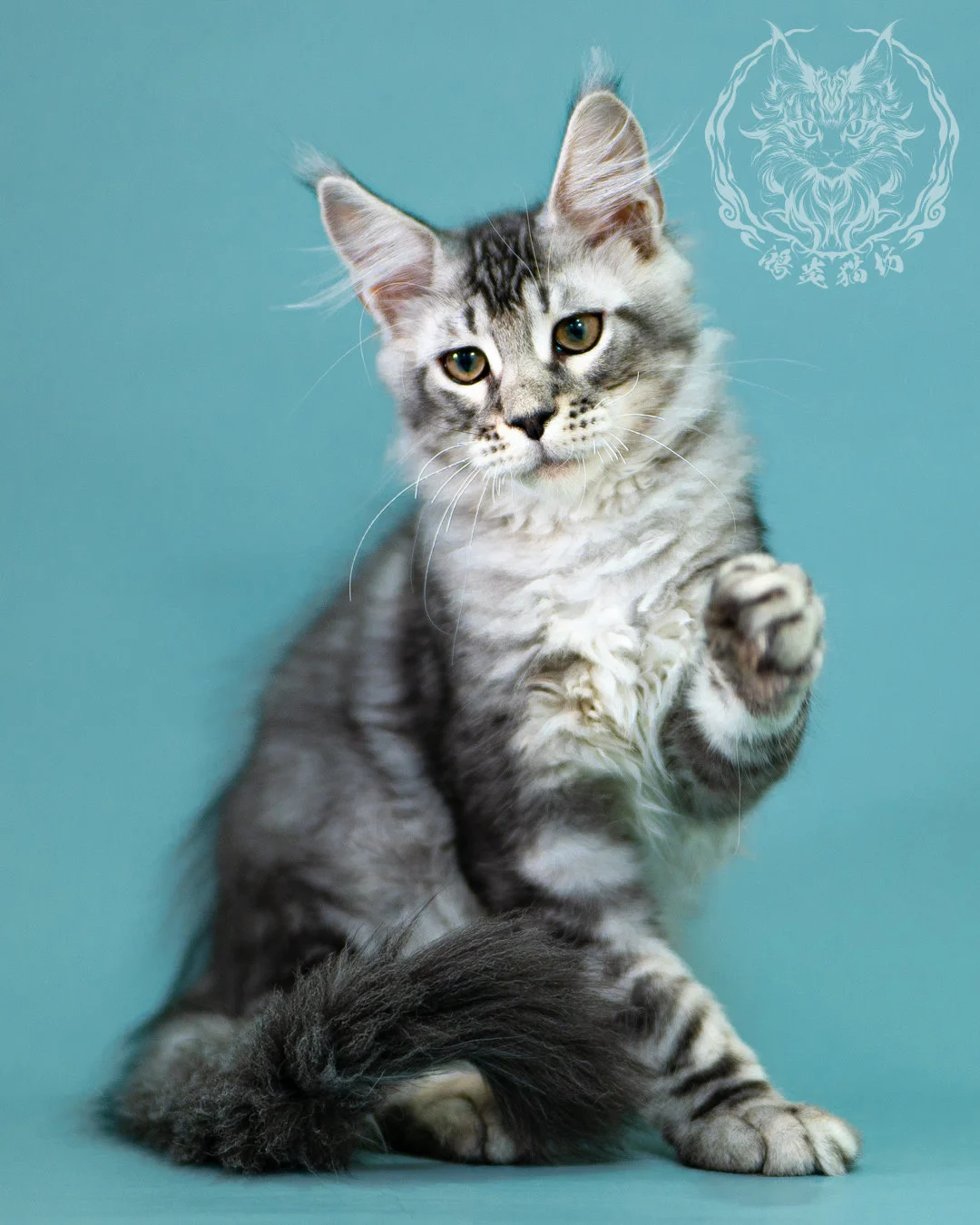 銀虎斑緬因貓 Black Silver Tabby Maine Coon 3months Closeup 1