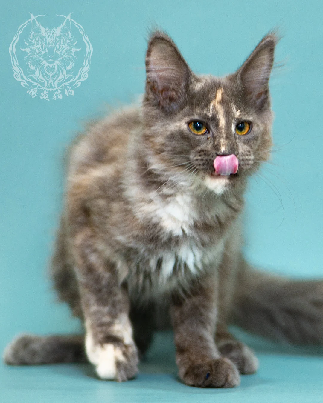 藍乳煙玳帽緬因貓 Blue Cream Smoke Tortie Masked Maine Coon 3months Closeup 10