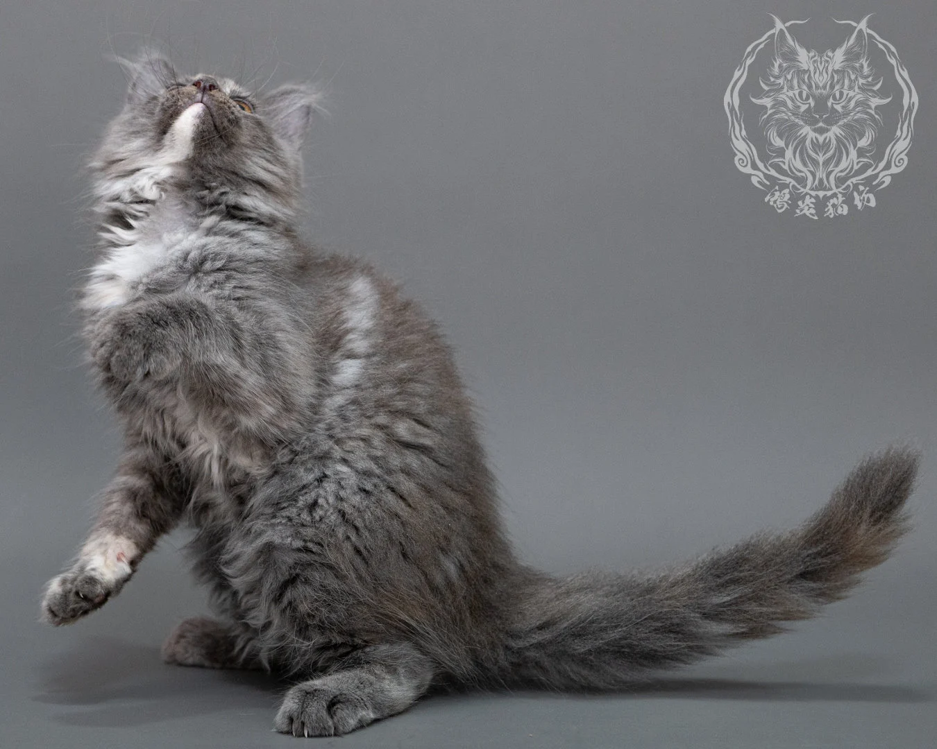 藍乳煙玳帽緬因貓 Blue Cream Smoke Tortie Maine Coon Closeup 23