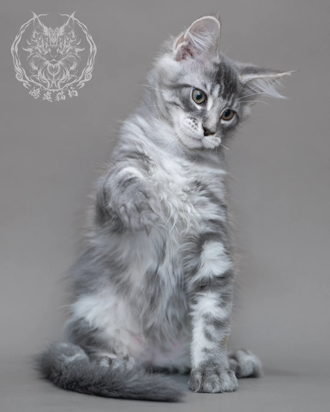 藍銀虎斑緬因貓 Blue Silver Tabby Maine Coon Closeup 13