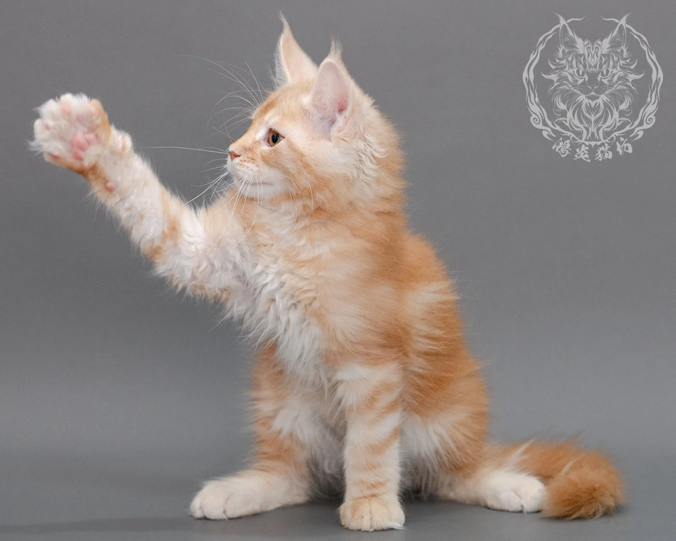 奶油虎斑緬因貓 Cream Tabby Maine Coon Closeup 23