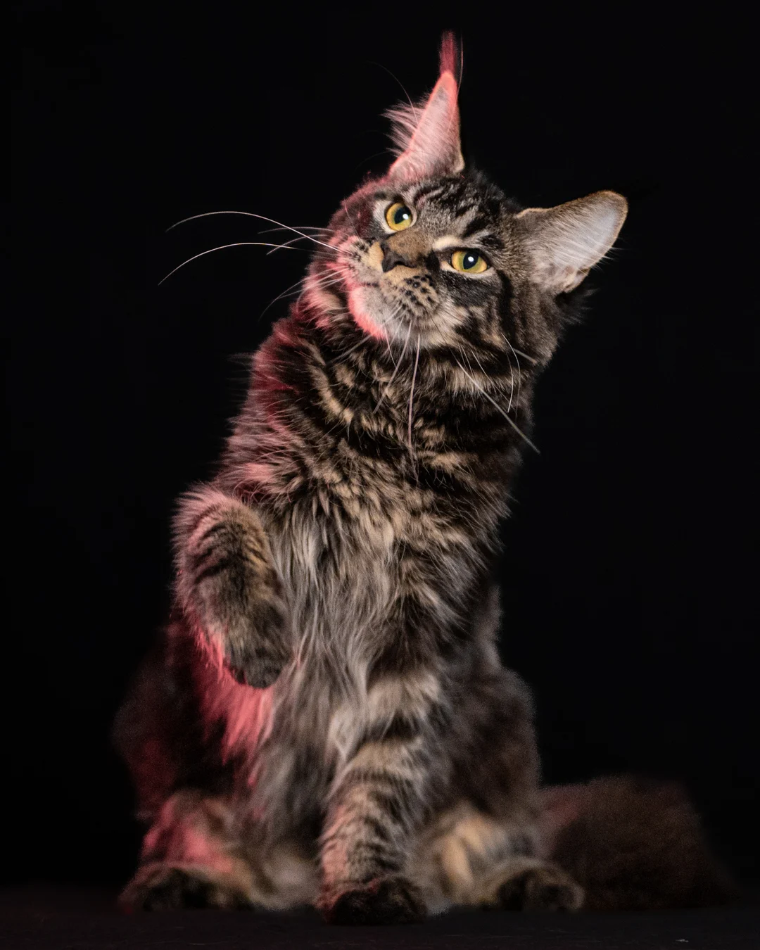 黑棕虎斑緬因貓 Brown Black Tabby Maine Coon 6months Cattery Taichung 2