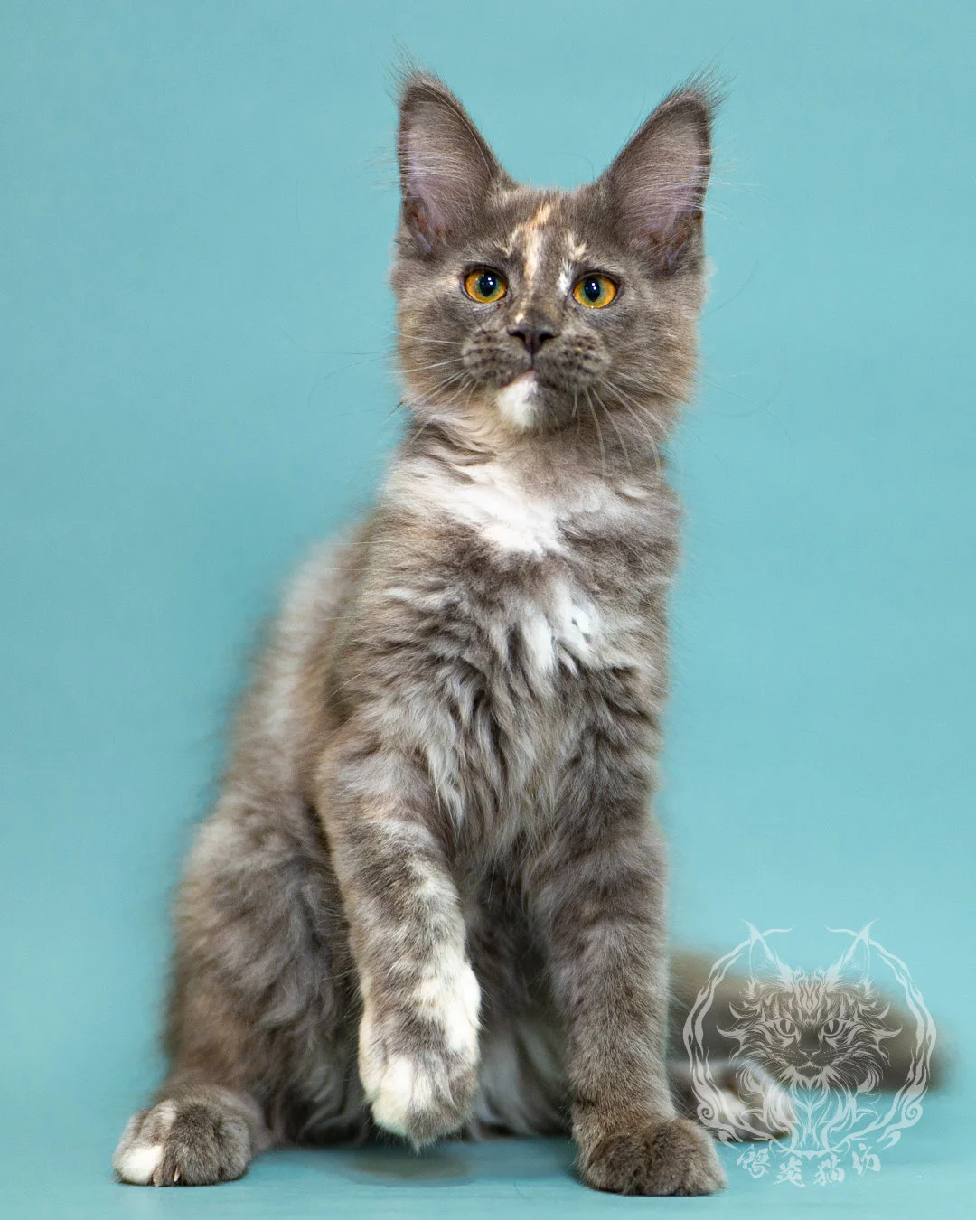 藍乳煙玳帽緬因貓 Blue Cream Smoke Tortie Masked Maine Coon 3months Closeup 14