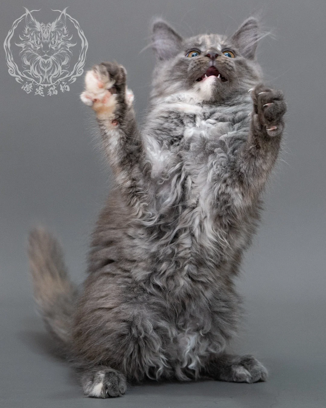 藍乳煙玳帽緬因貓 Blue Cream Smoke Tortie Maine Coon Closeup 20