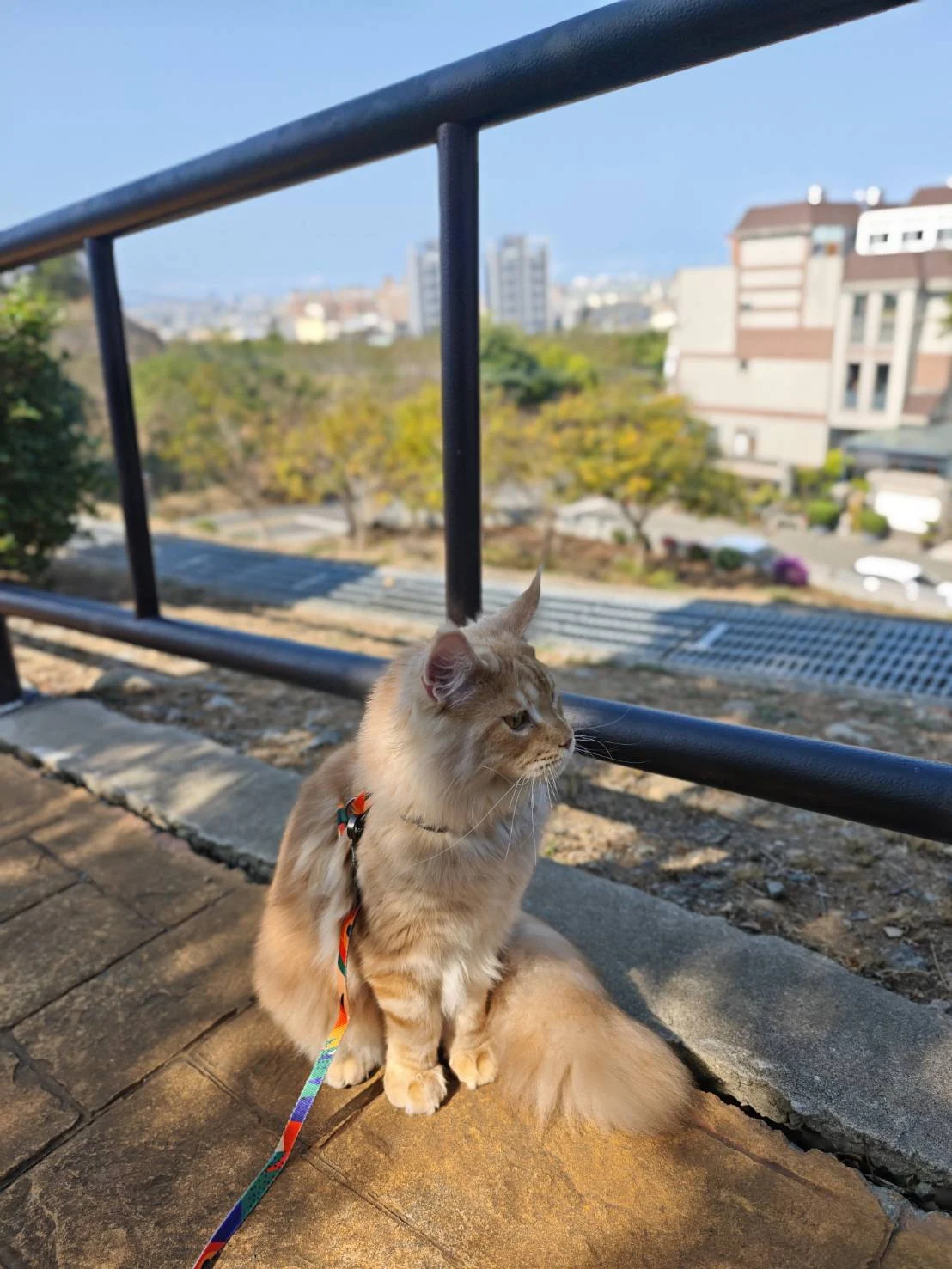 奶油虎斑緬因貓