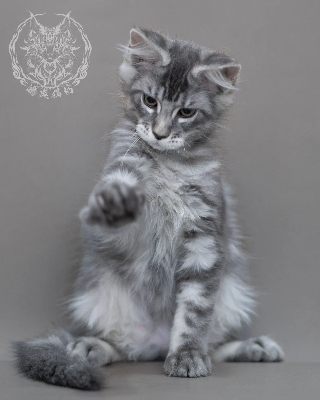 藍銀虎斑緬因貓 Blue Silver Tabby Maine Coon Closeup 4