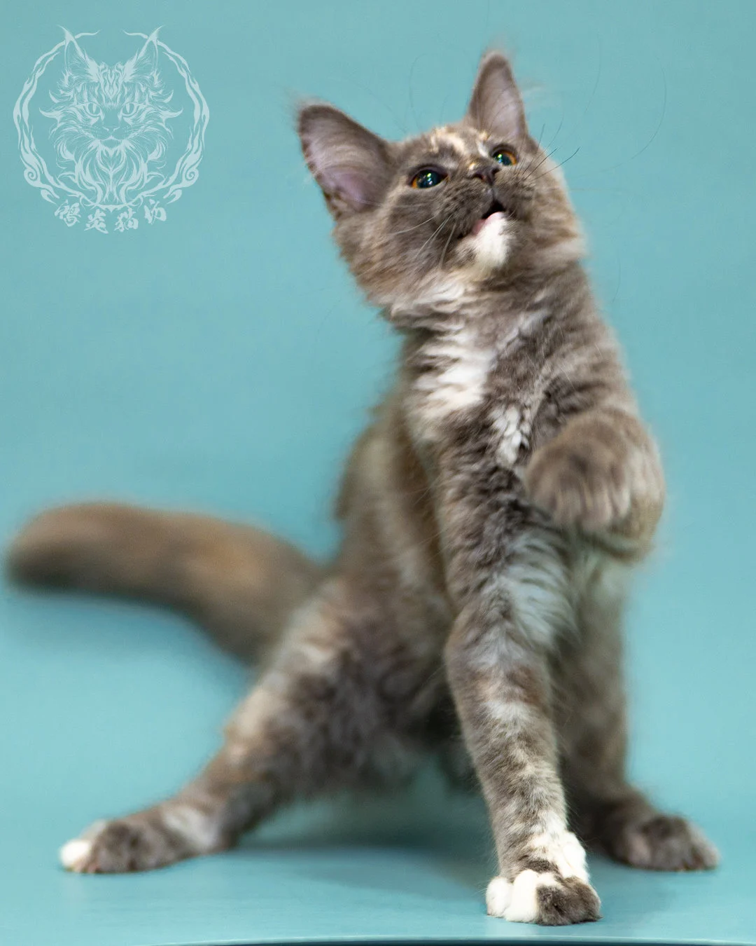 藍乳煙玳帽緬因貓 Blue Cream Smoke Tortie Masked Maine Coon 3months Closeup 8