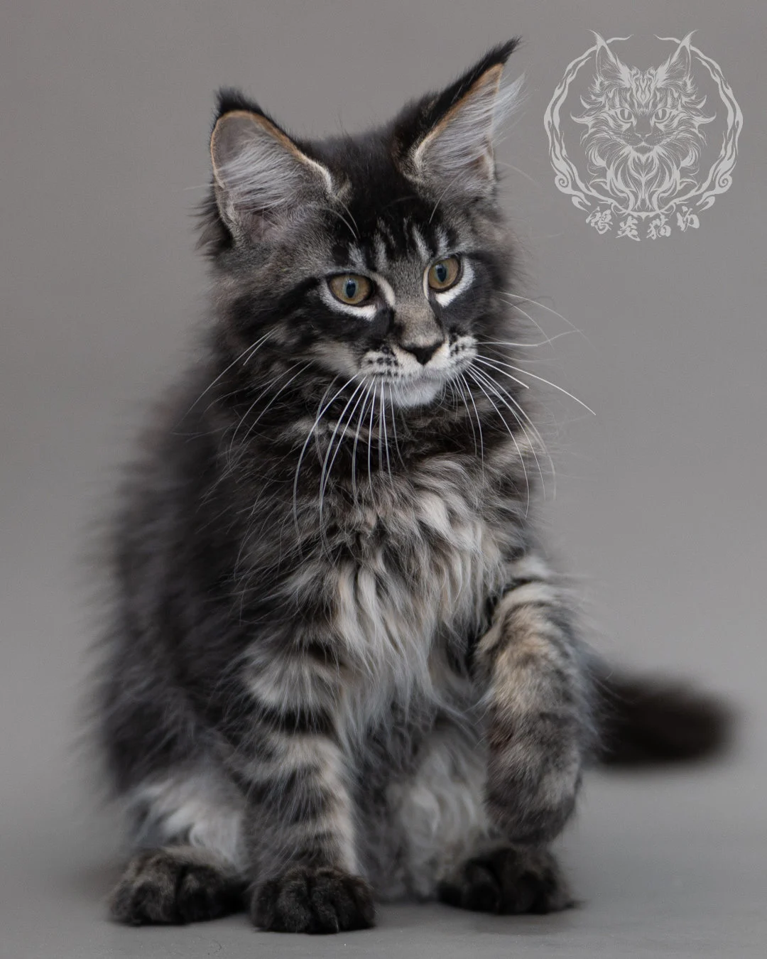 黑棕虎斑緬因貓 Brown Tabby Maine Coon Closeup 17