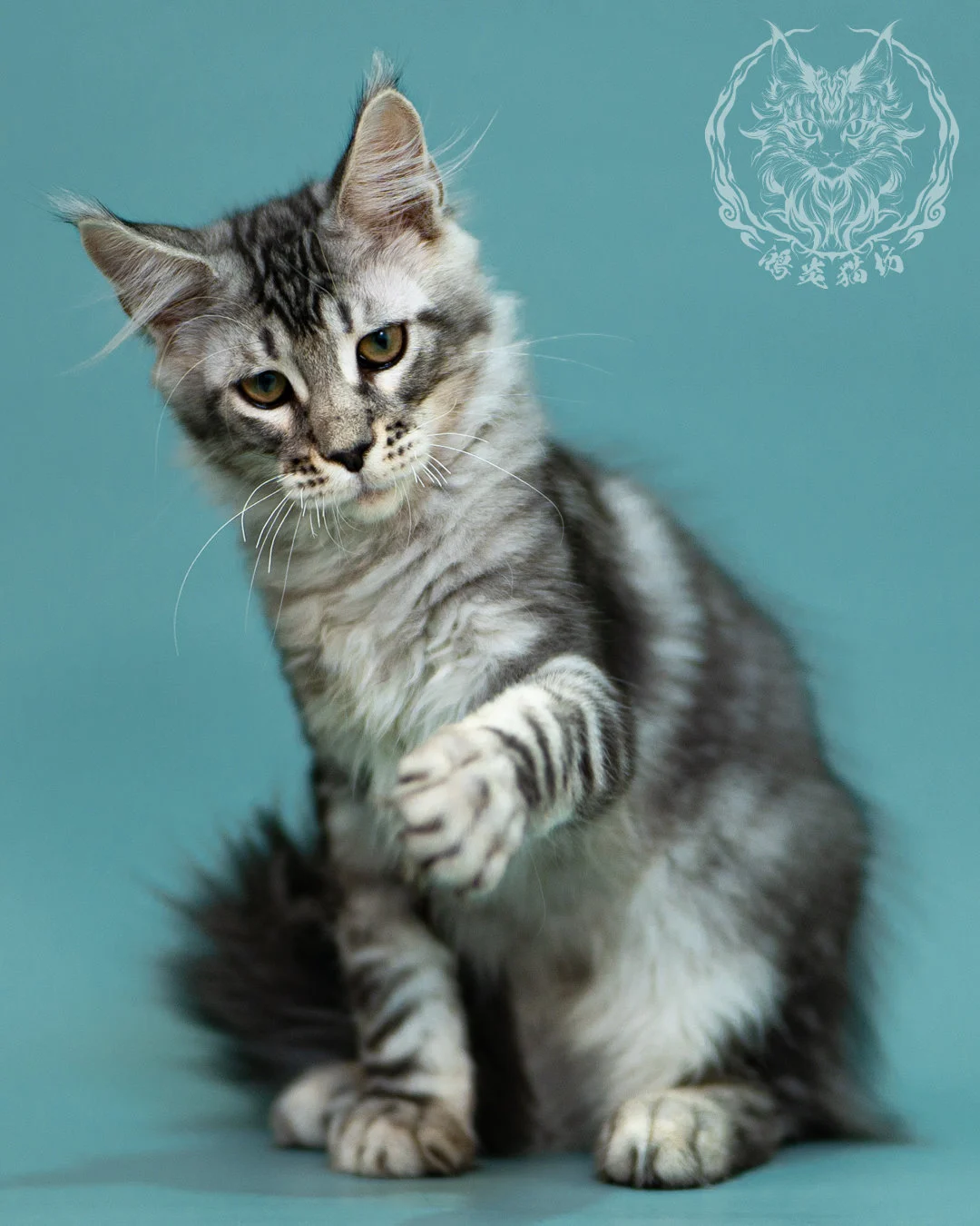 銀虎斑緬因貓 Black Silver Tabby Maine Coon 3months Closeup 15