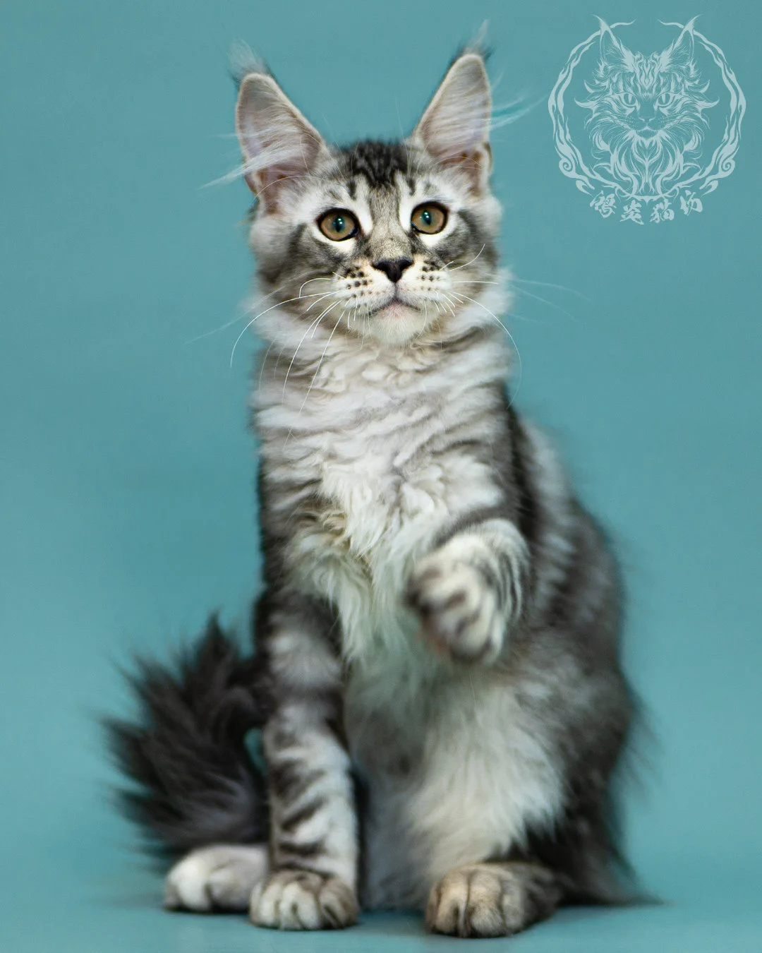 銀虎斑緬因貓 Black Silver Tabby Maine Coon 3months Closeup 16