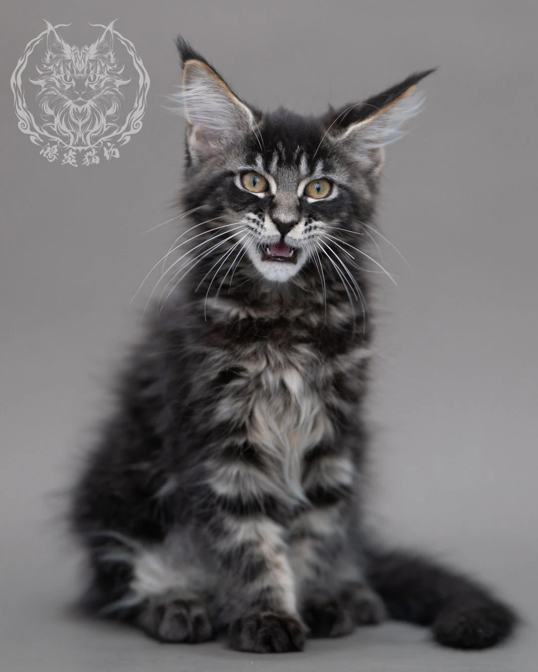 黑棕虎斑緬因貓 Brown Tabby Maine Coon Closeup 3