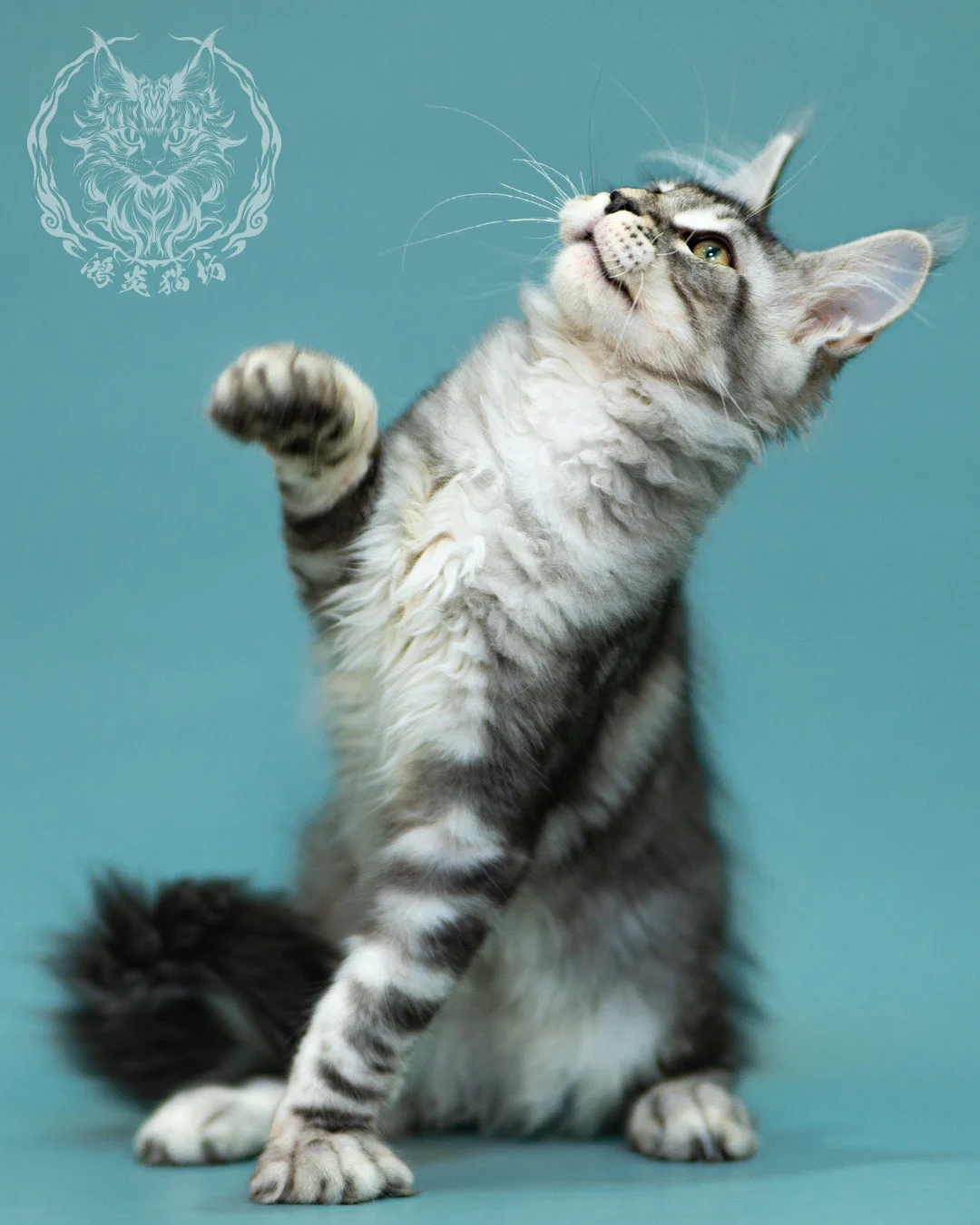 銀虎斑緬因貓 Black Silver Tabby Maine Coon 3months Closeup 18