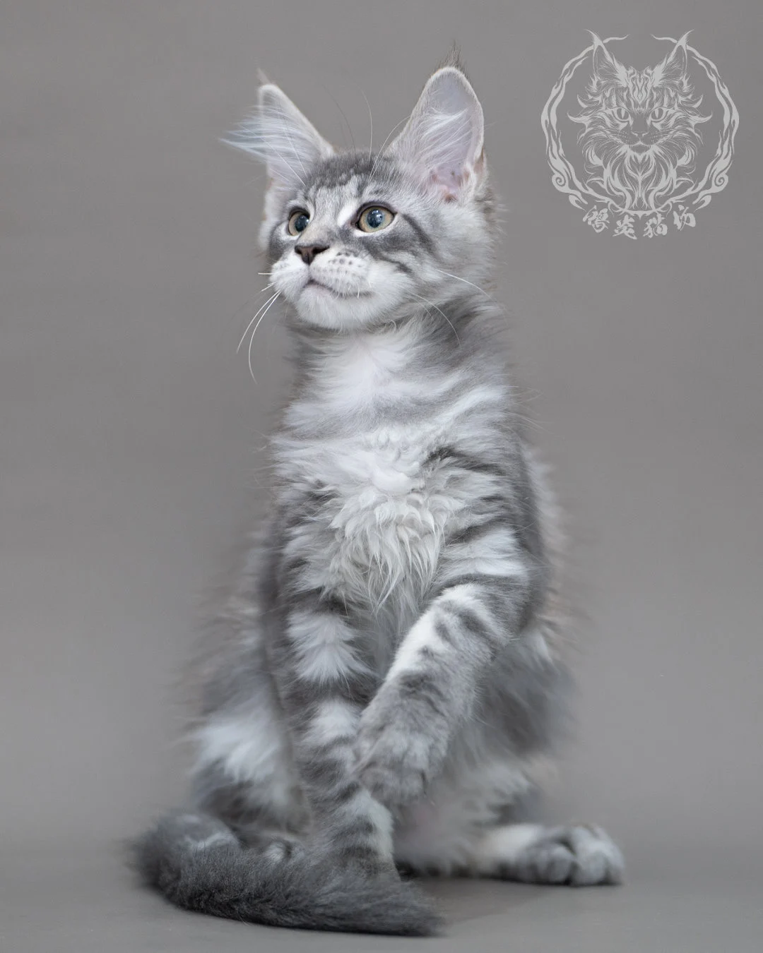 藍銀虎斑緬因貓 Blue Silver Tabby Maine Coon Closeup 14
