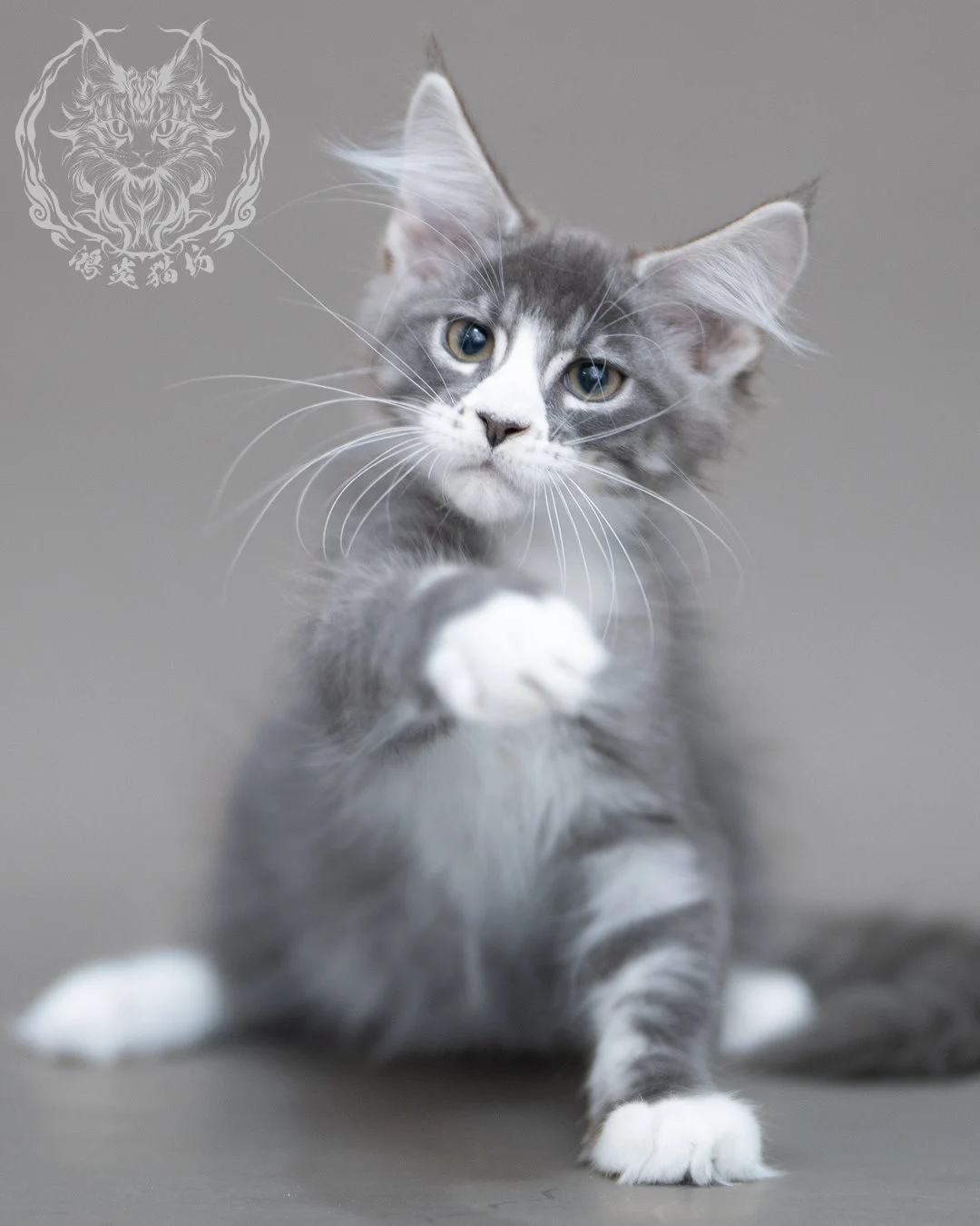 藍銀虎斑賓士緬因貓 Blue Silver Tabby Maine Coon Closeup 5