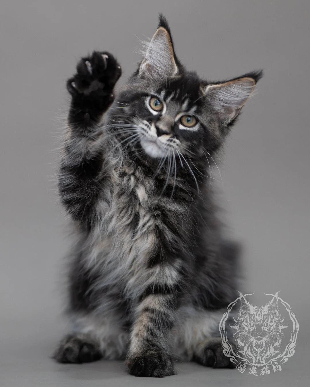 黑棕虎斑緬因貓 Brown Tabby Maine Coon Closeup 9