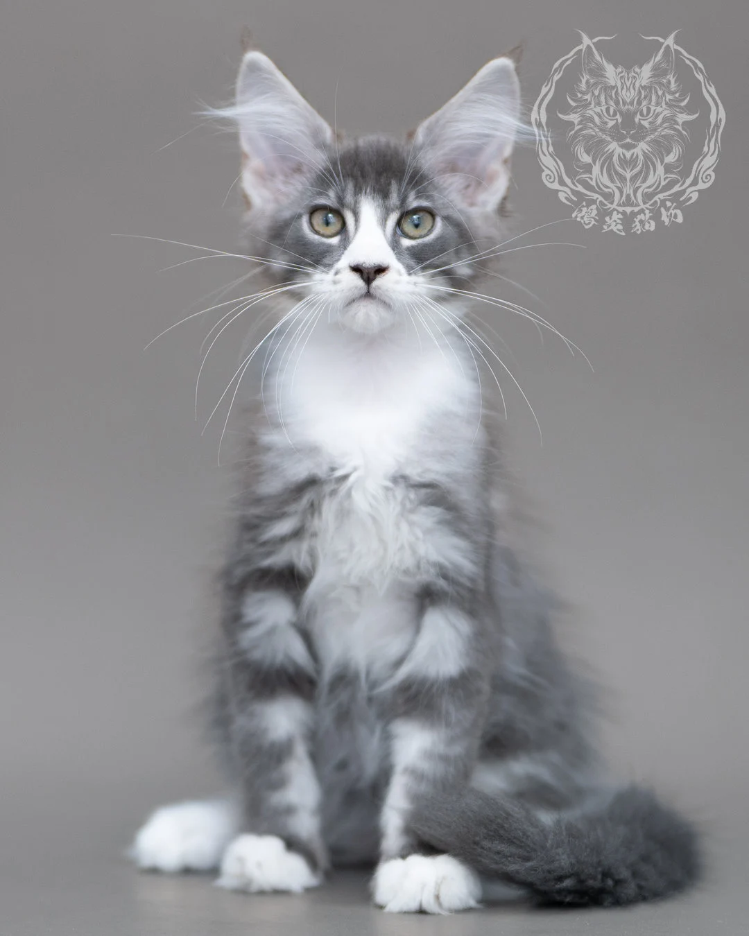 藍銀虎斑賓士緬因貓 Blue Silver Tabby Maine Coon Closeup 10