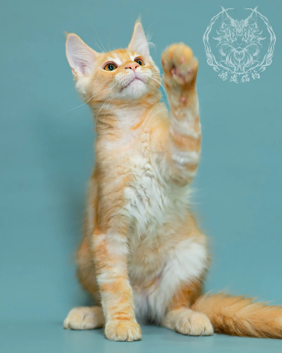 奶油虎斑緬因貓 Cream Tabby Maine Coon 3months Closeup 11