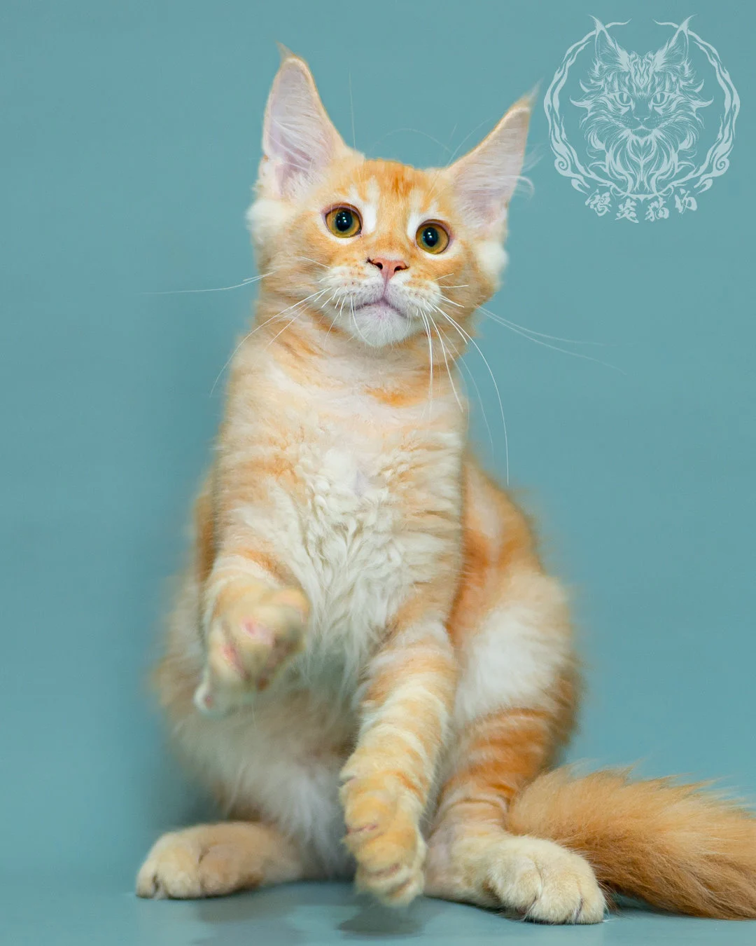 奶油虎斑緬因貓 Cream Tabby Maine Coon 3months Closeup 8