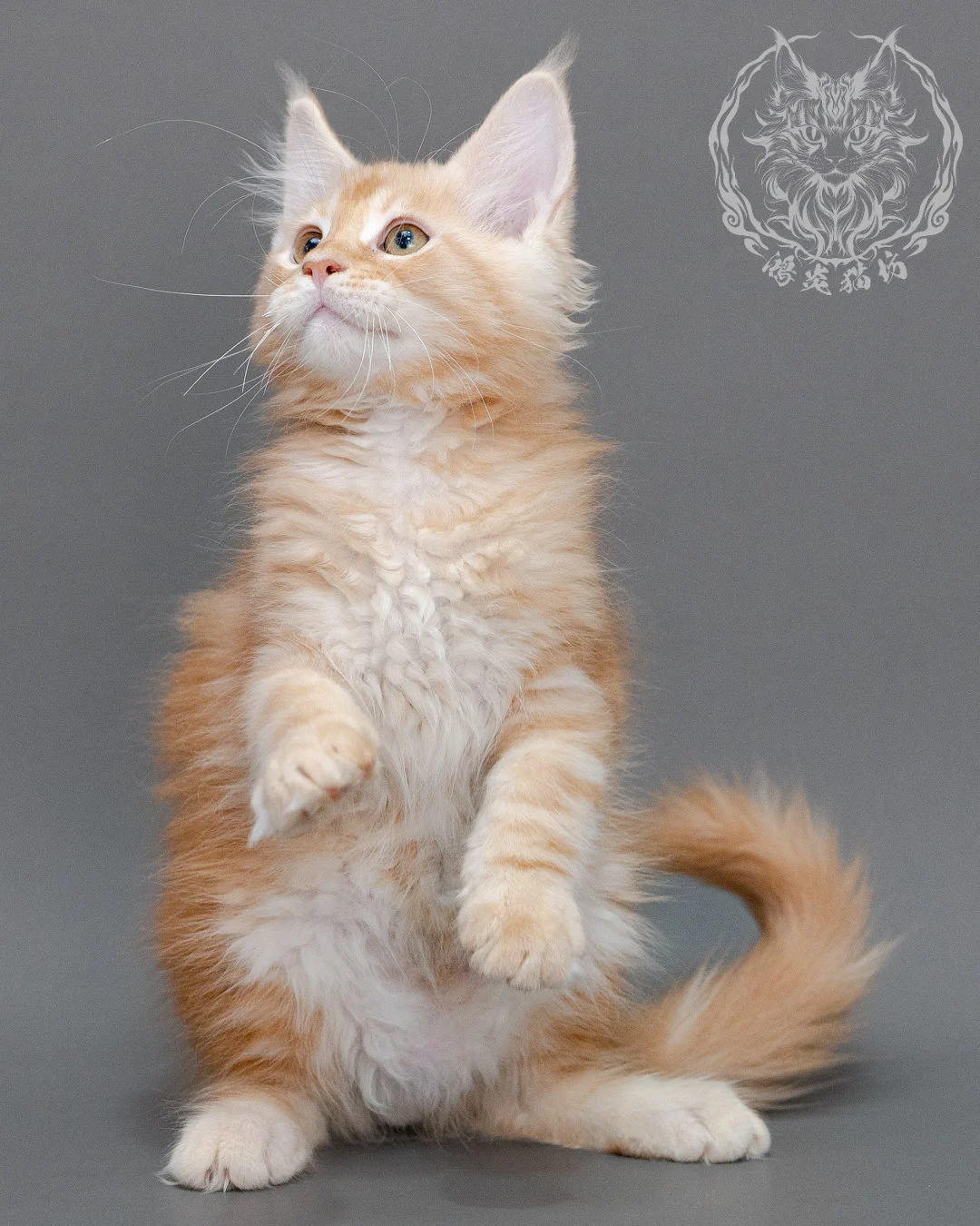 奶油虎斑緬因貓 Cream Tabby Maine Coon Closeup 7