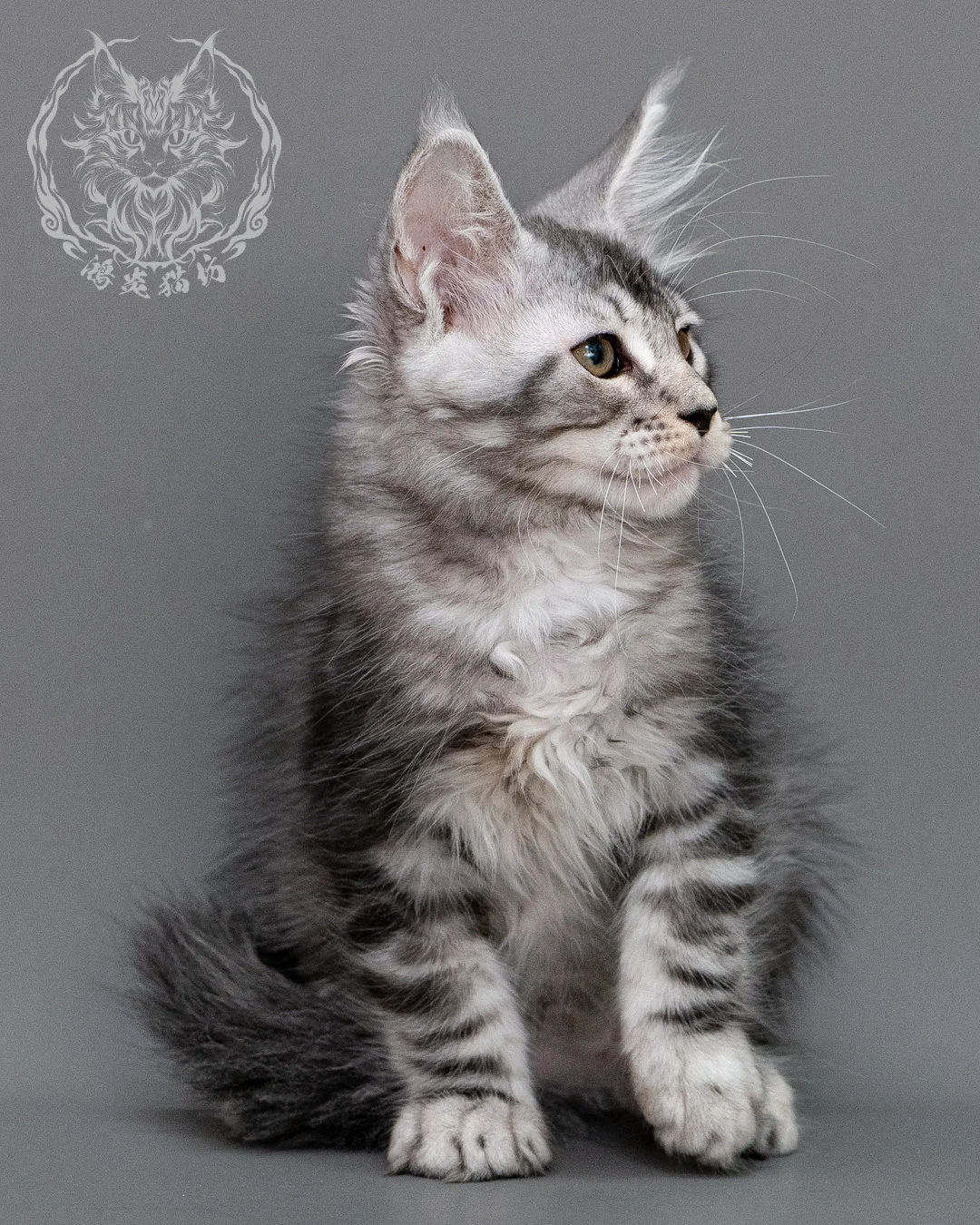 銀虎斑緬因貓 Silver Tabby Maine Coon Closeup 2