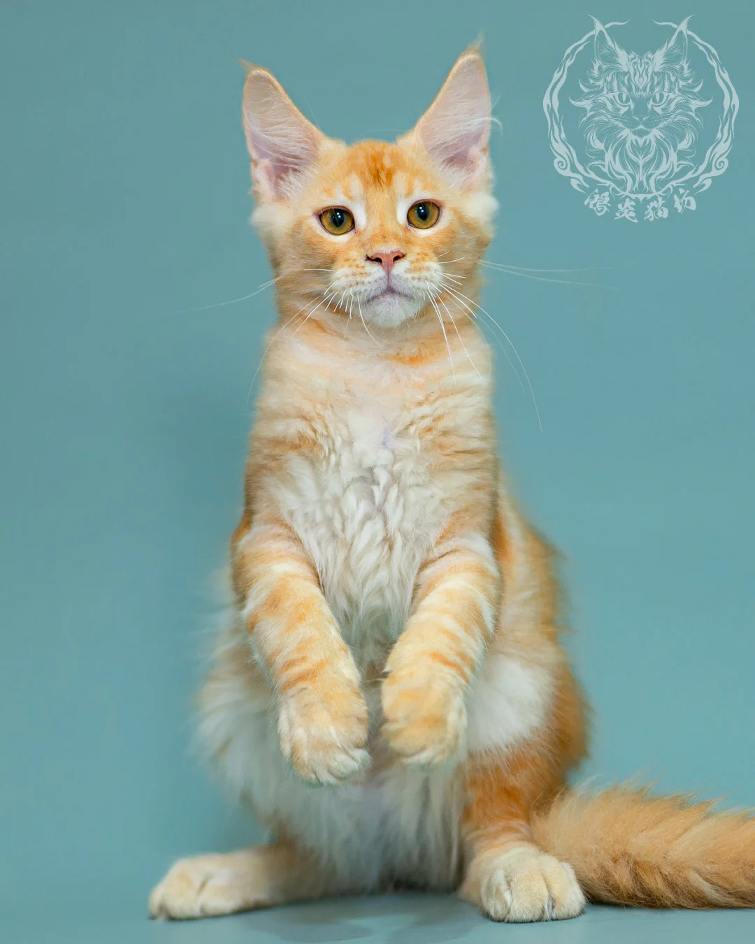 奶油虎斑緬因貓 Cream Tabby Maine Coon 3months Closeup 20