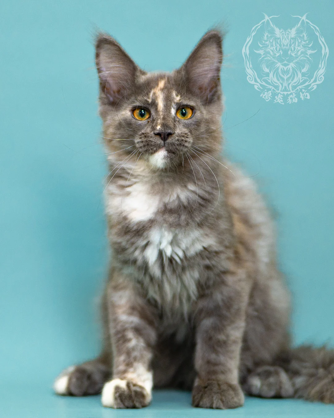 藍乳煙玳帽緬因貓 Blue Cream Smoke Tortie Masked Maine Coon 3months Closeup 12
