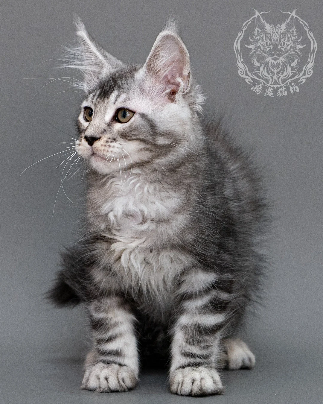銀虎斑緬因貓 Silver Tabby Maine Coon Closeup 8
