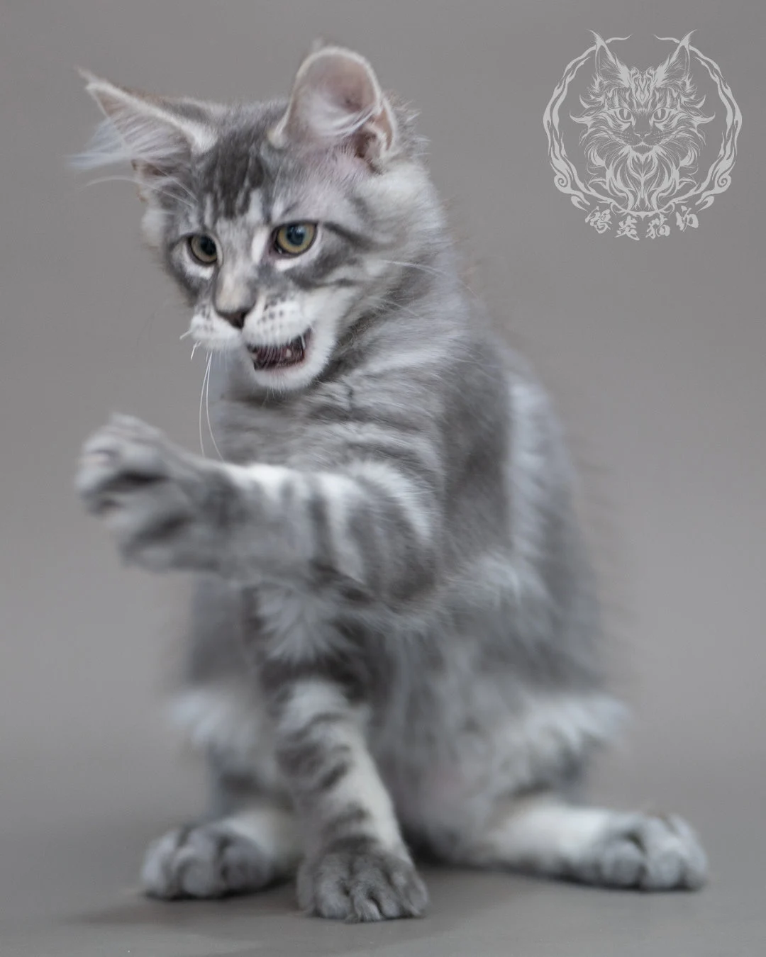 藍銀虎斑緬因貓 Blue Silver Tabby Maine Coon Closeup 16