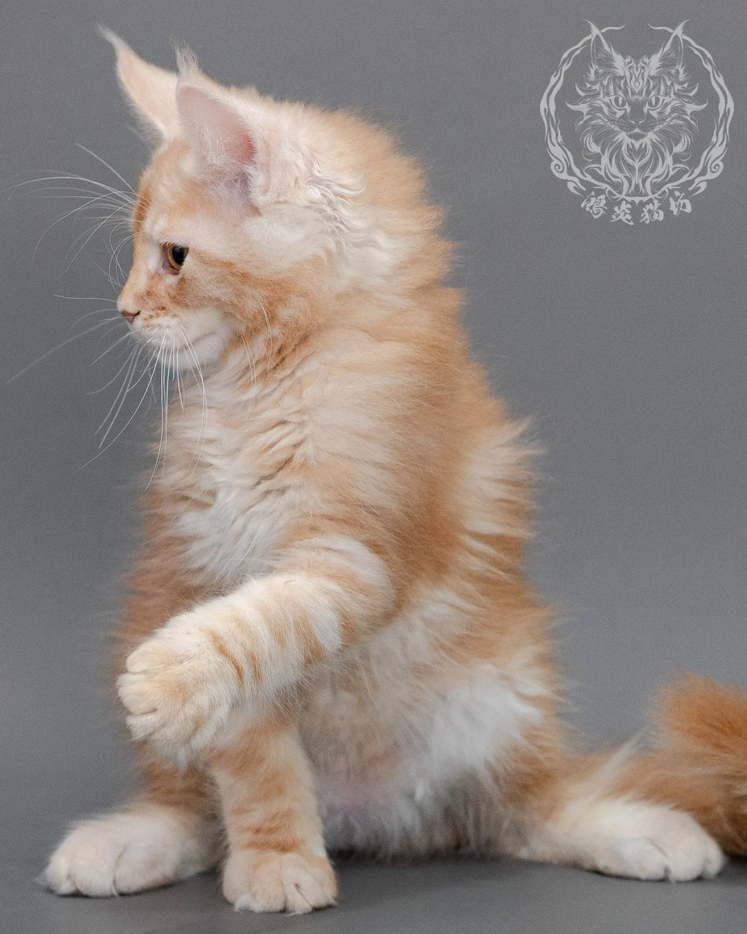 奶油虎斑緬因貓 Cream Tabby Maine Coon Closeup 15