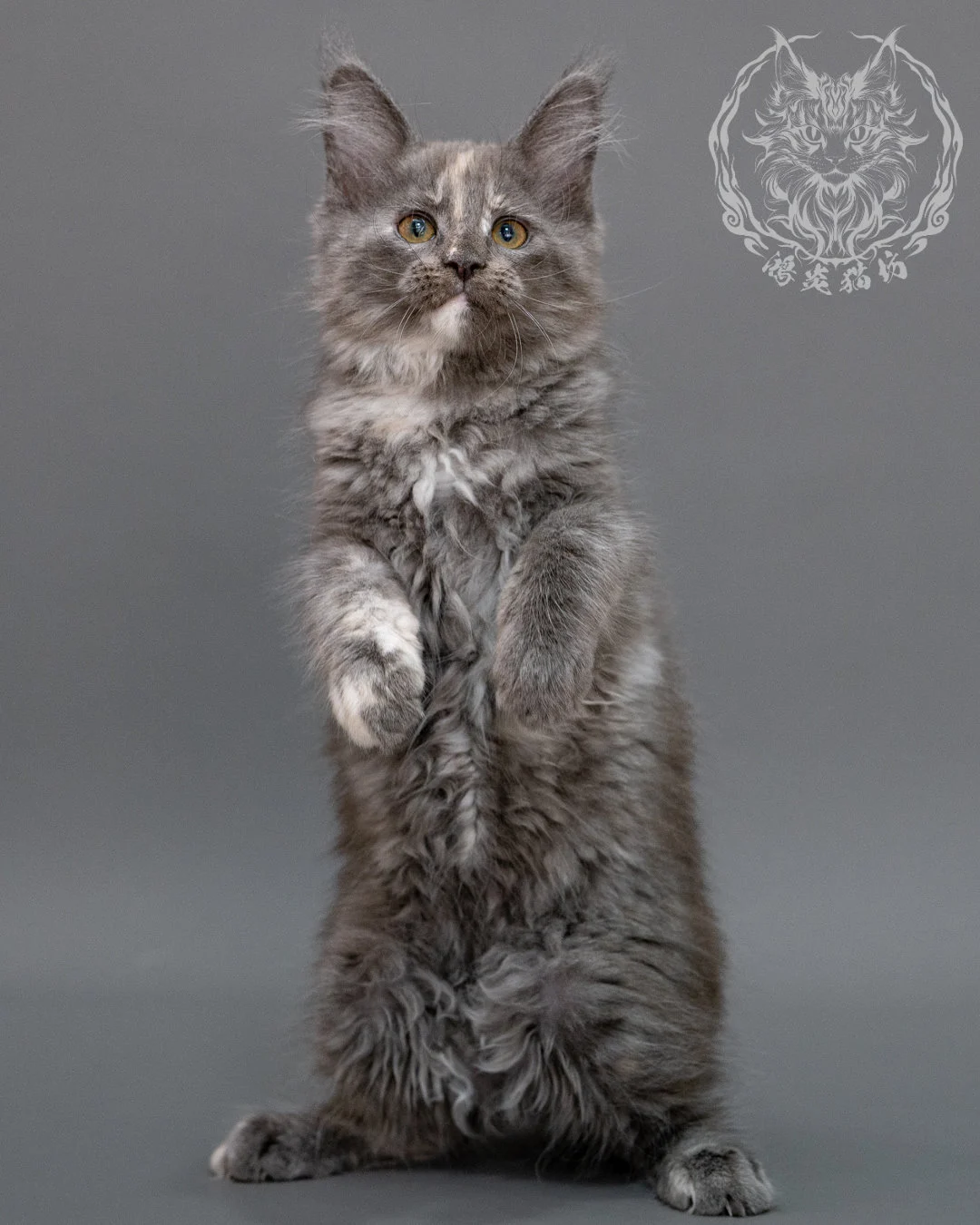 藍乳煙玳帽緬因貓 Blue Cream Smoke Tortie Maine Coon Closeup 11
