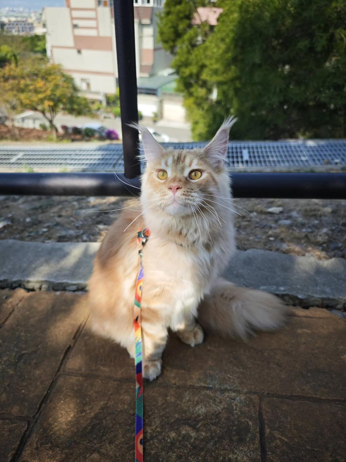 奶油虎斑緬因貓10個月紀錄