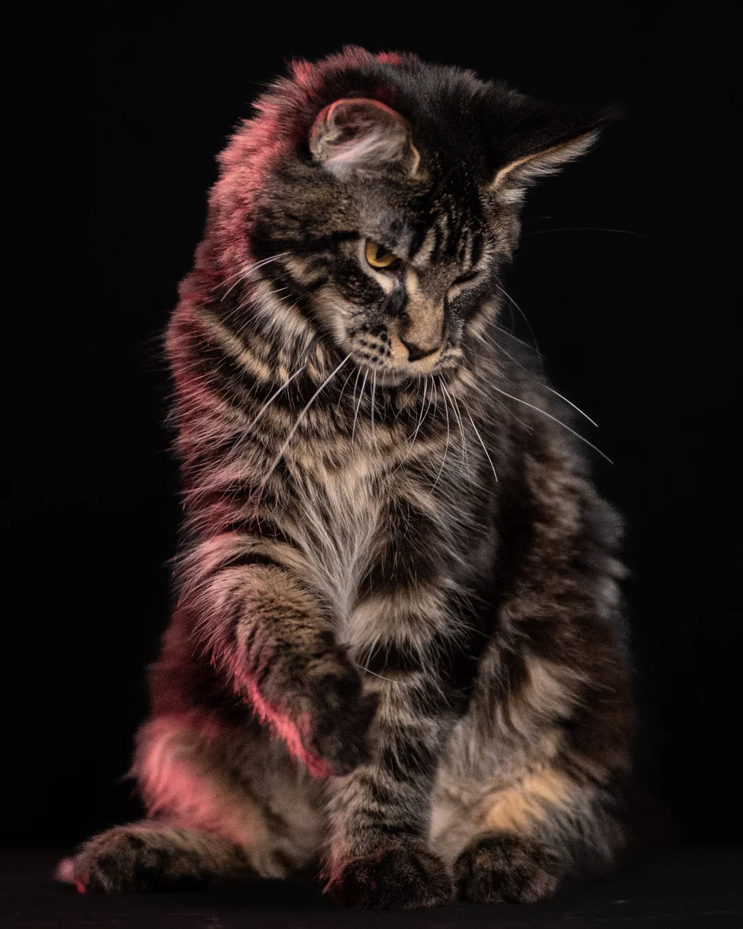 黑棕虎斑緬因貓 Brown Black Tabby Maine Coon 6months Cattery Taichung 7