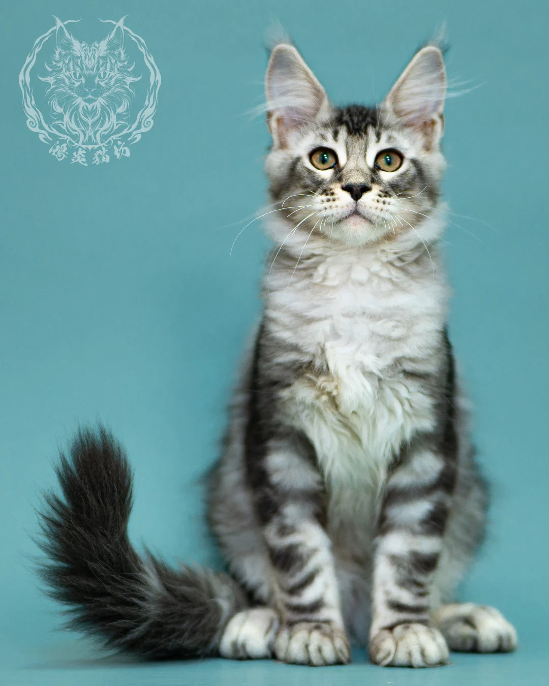 銀虎斑緬因貓 Black Silver Tabby Maine Coon 3months Closeup 22